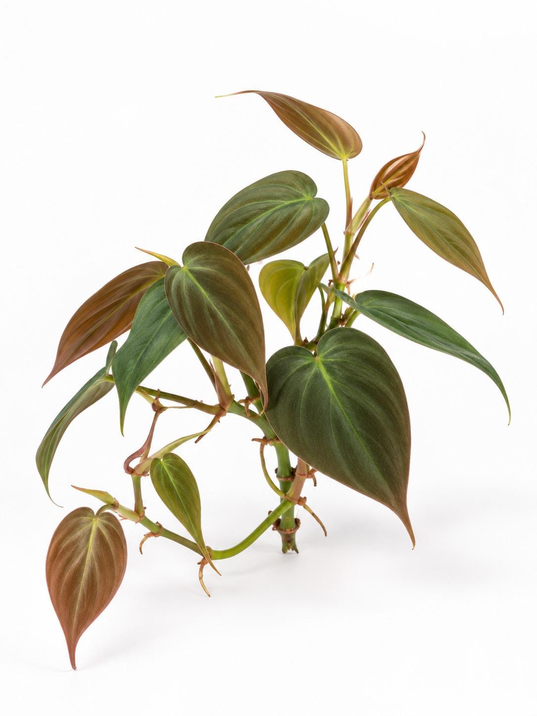 Philodendron Hederaceum Micans cutting