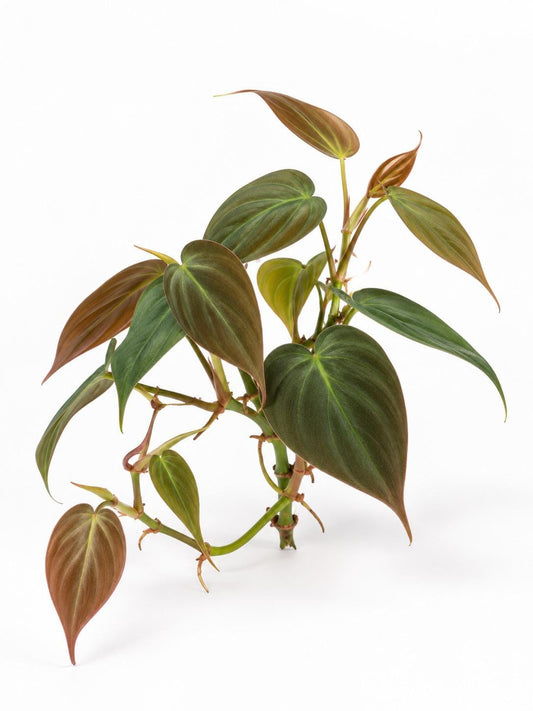 Philodendron Hederaceum Micans cutting