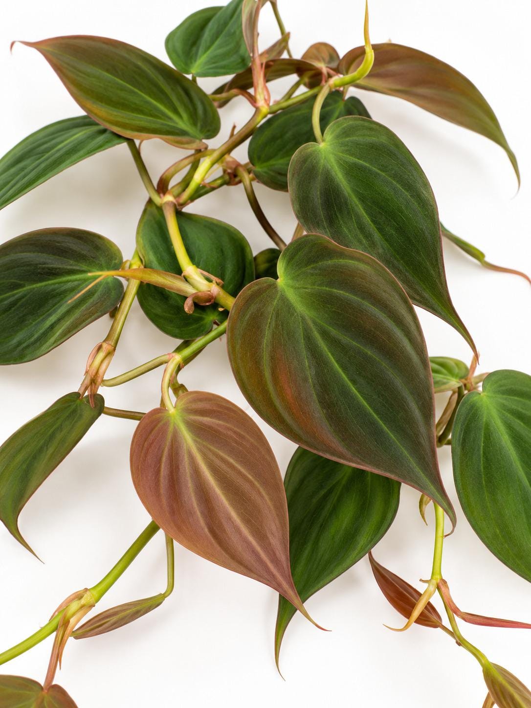 Philodendron Hederaceum Micans cutting photo 2