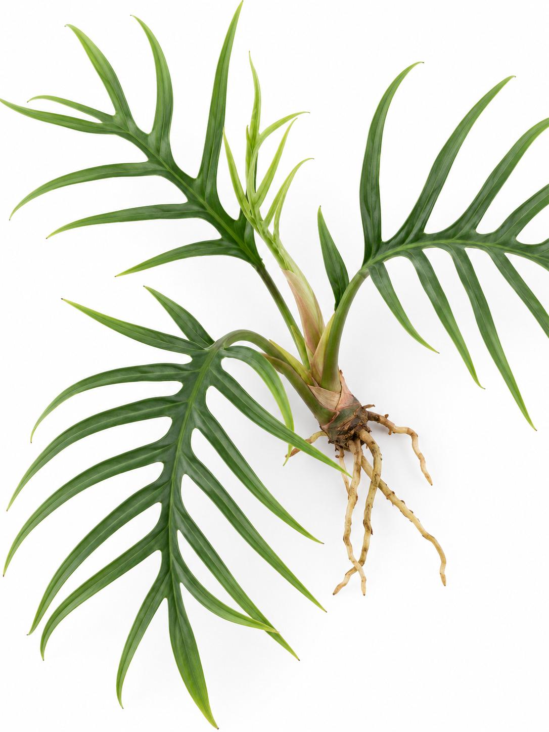 Philodendron Tortum Cutting – rare plant for sale