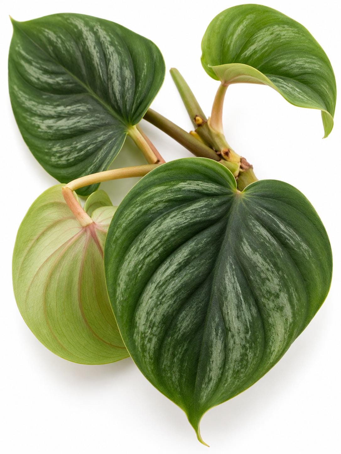 Philodendron Plowmanii cutting photo 2
