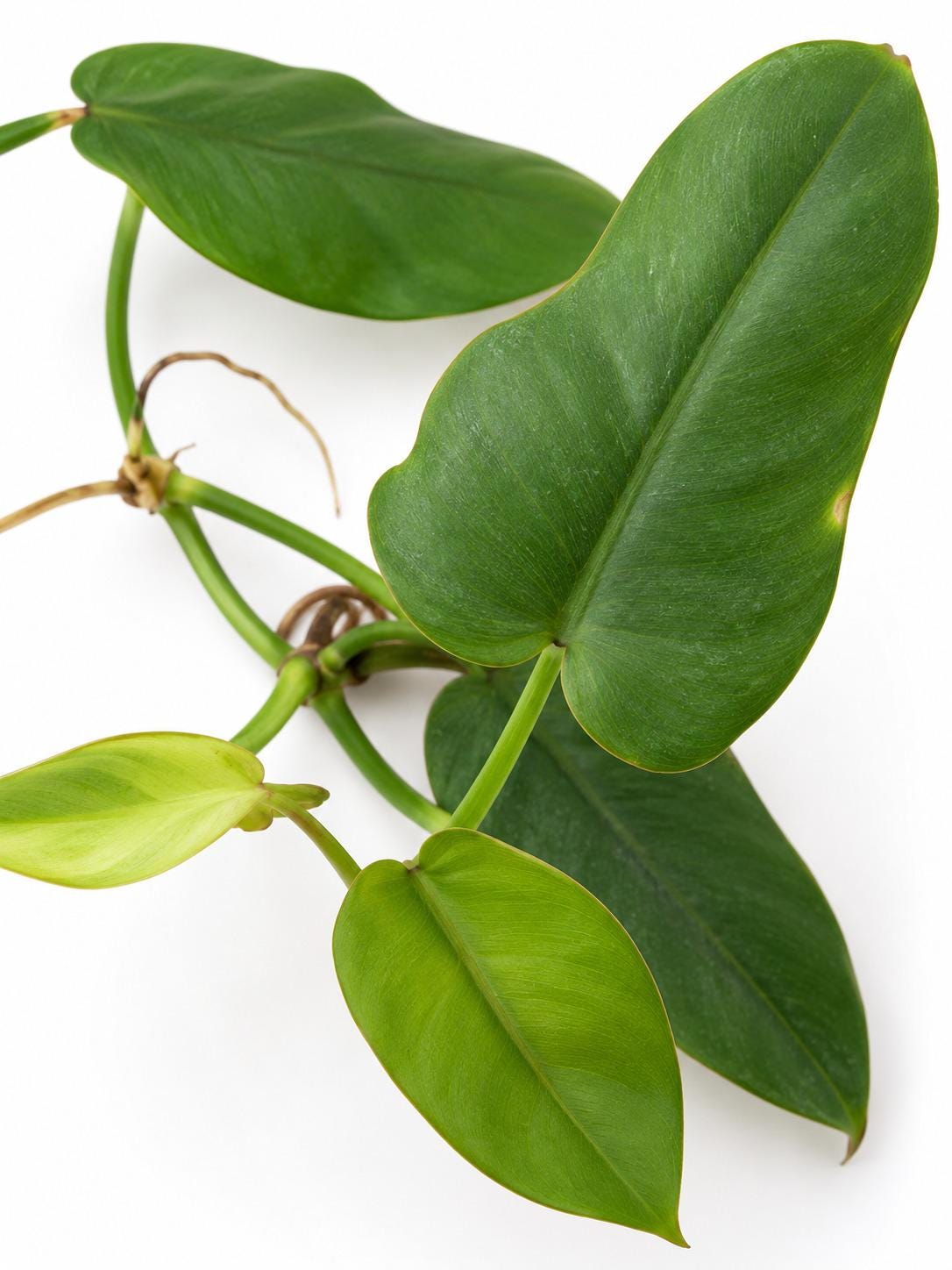 Philodendron Recurvifolium cutting photo 2