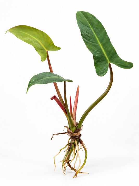 Philodendron Mexicanum cutting