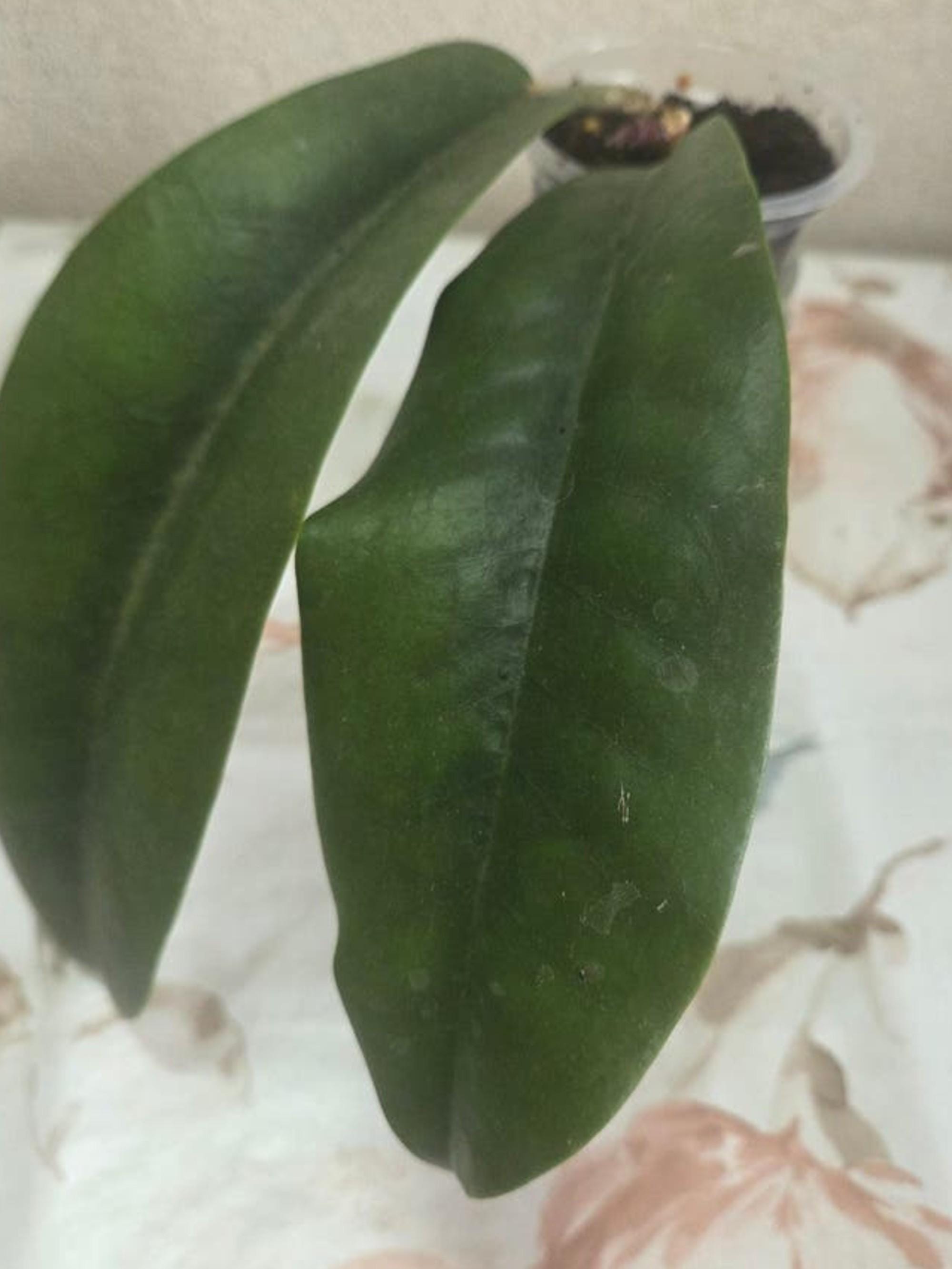 Hoya Albiflora Red cutting