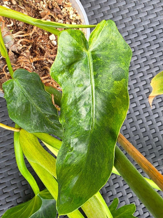 Philodendron Bob Cee Aurea Cutting – rare plant for sale