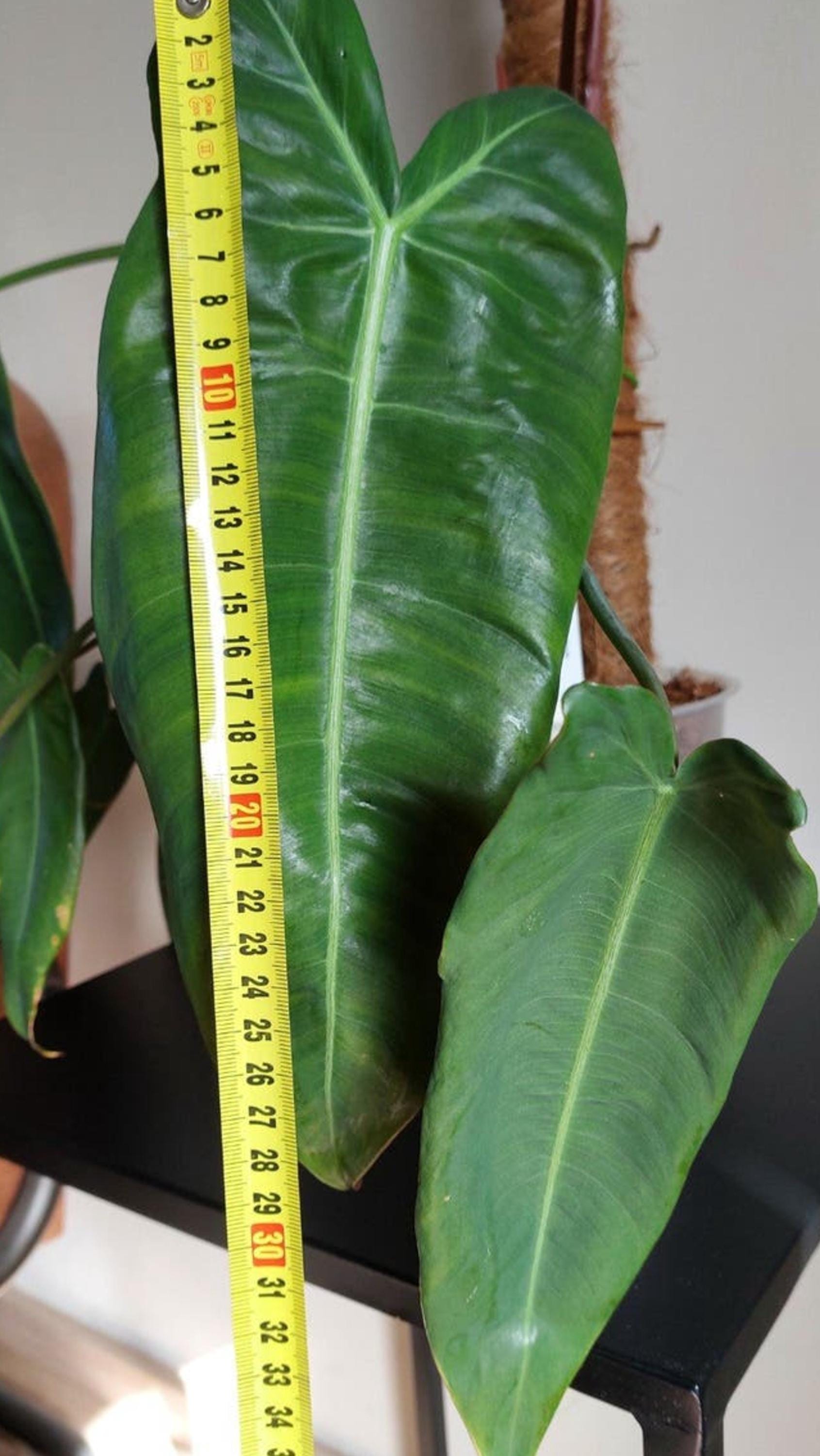 Philodendron Maximum Ecuagenera cutting