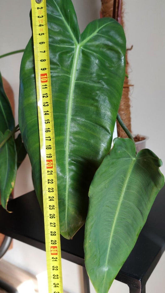 Philodendron Maximum Ecuagenera cutting