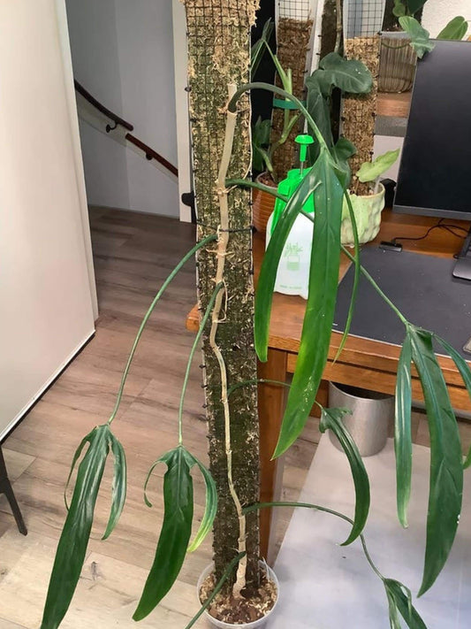 Philodendron Paloraense Cutting – rare plant for sale