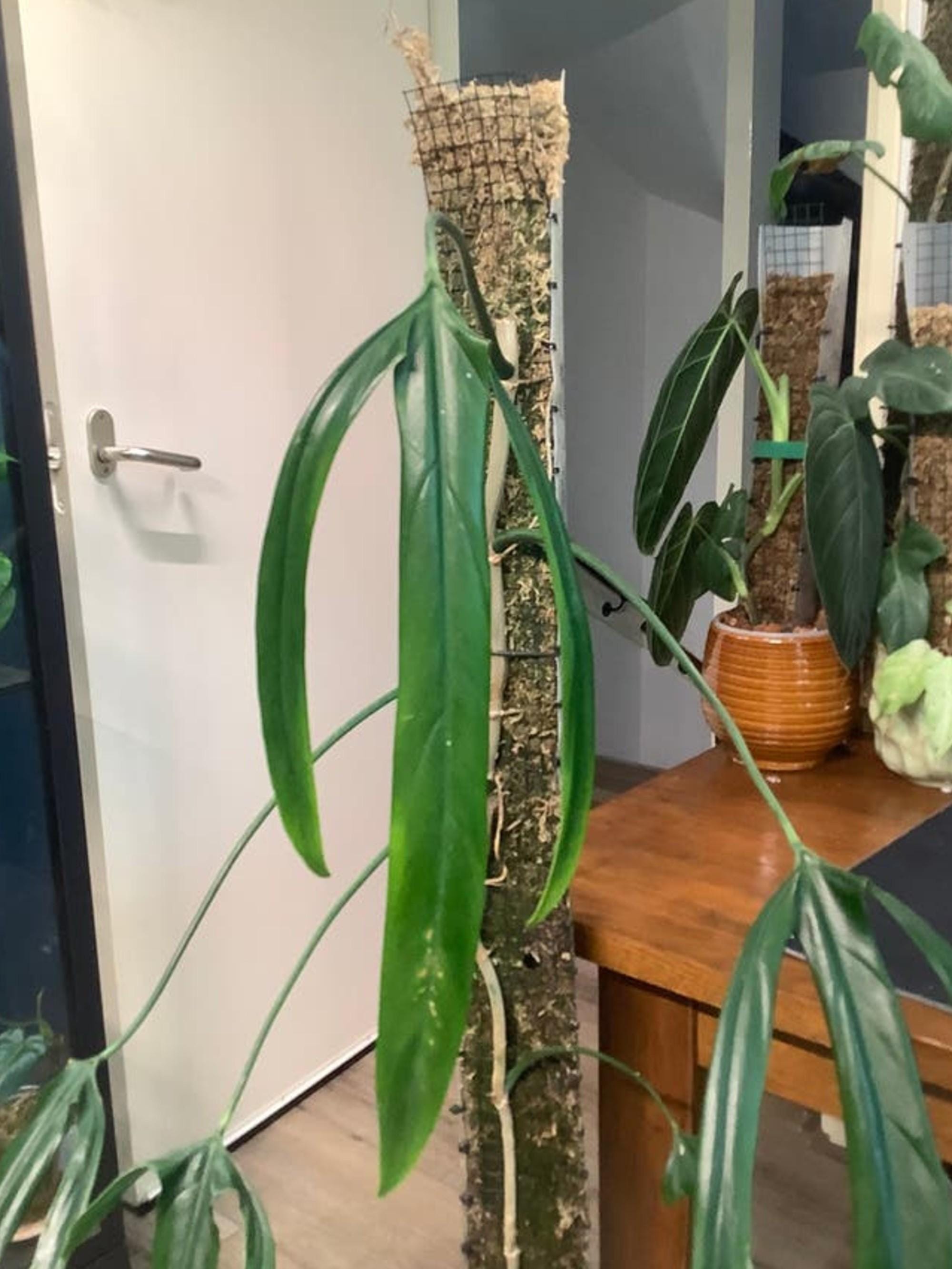 Philodendron Paloraense cutting