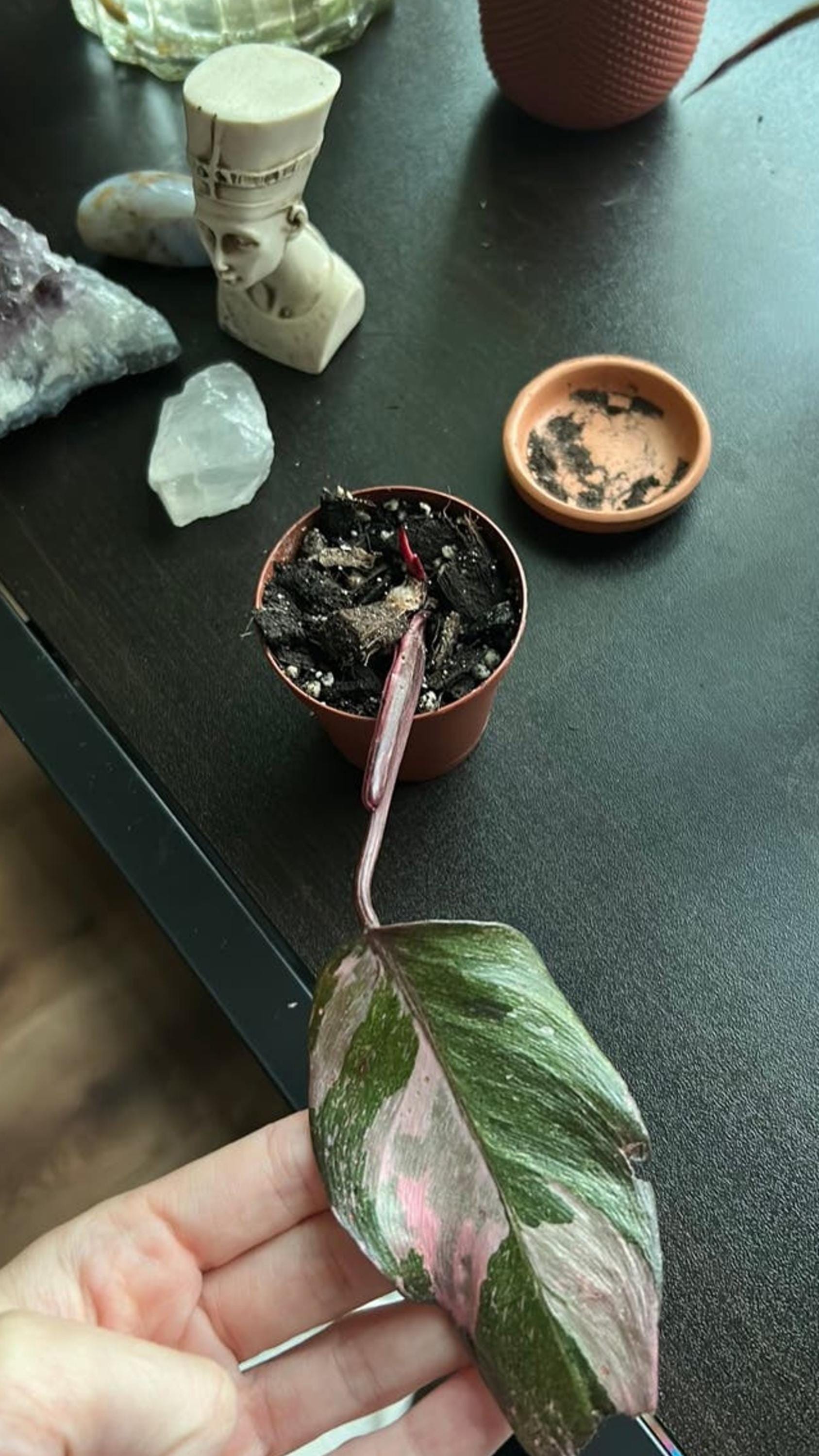 Philodendron Pink Princess Galaxy cutting