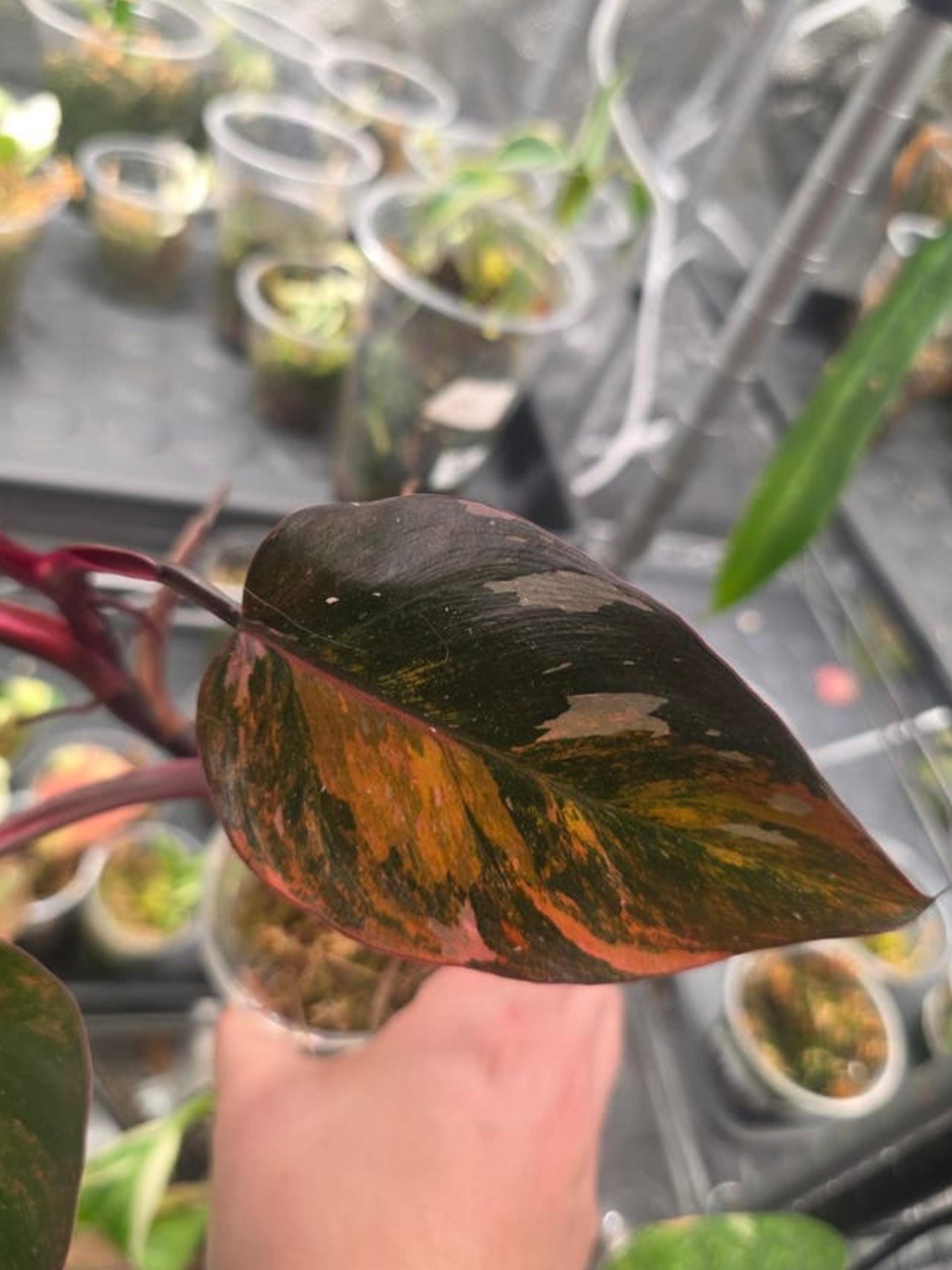 Philodendron Prince of Fire cutting