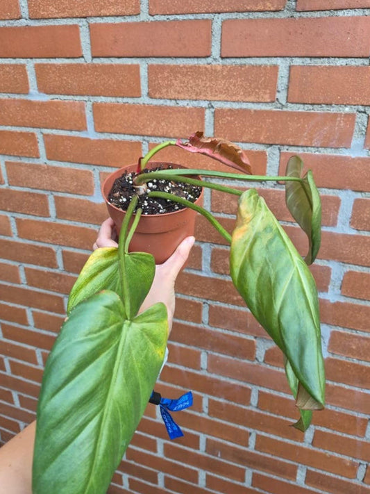 Philodendron Summer Glory cutting