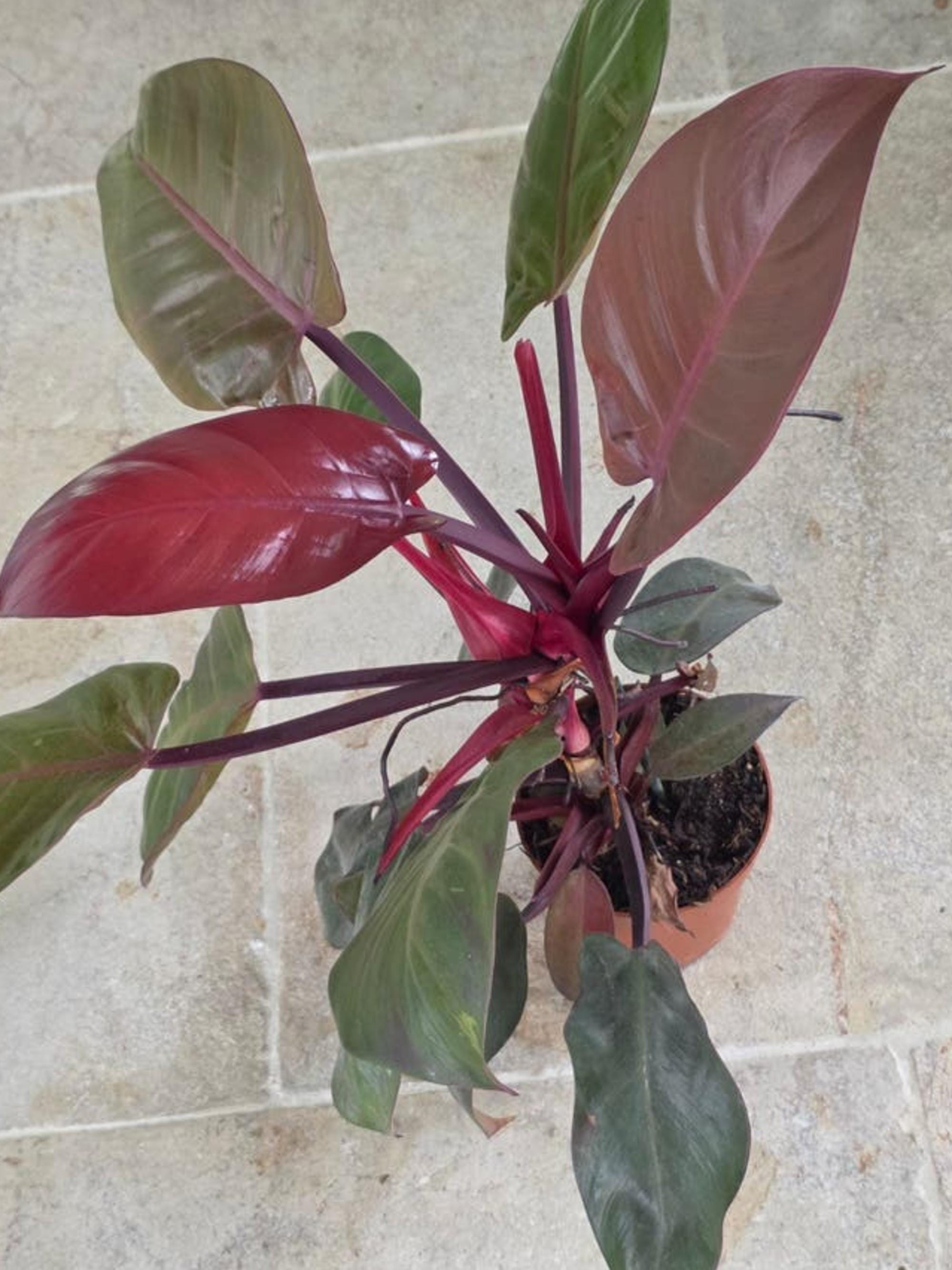 Philodendron Sunlight Red Sun cutting