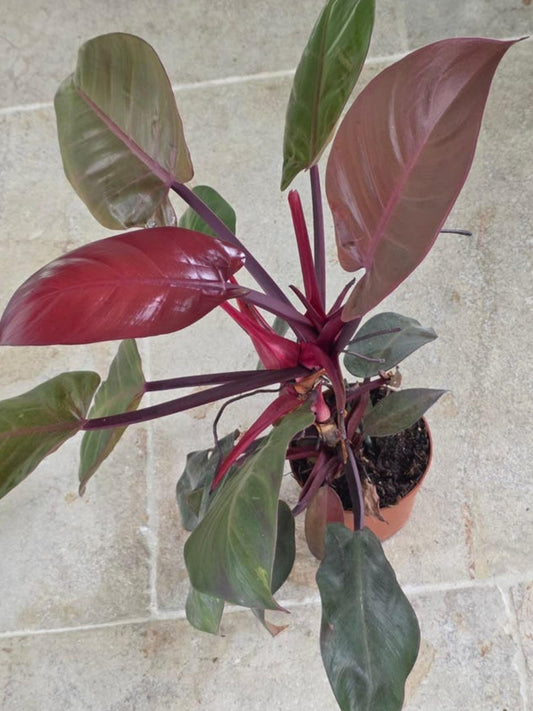 Philodendron Sunlight Red Sun cutting