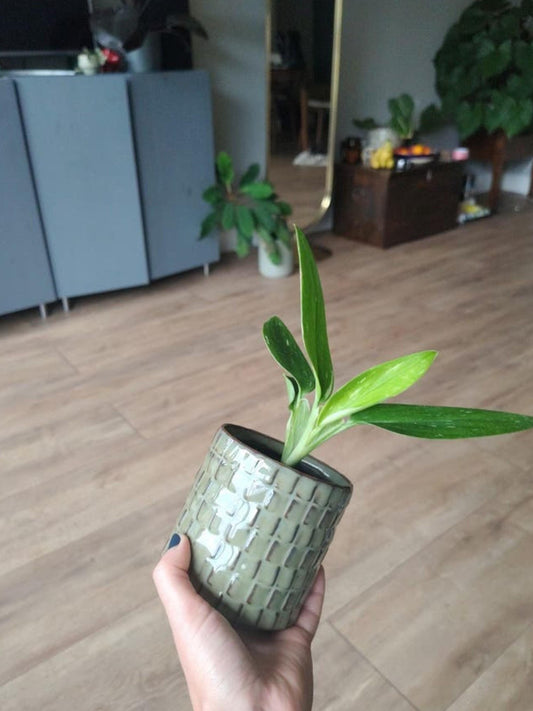 Philodendron Standleyana Cobra cutting