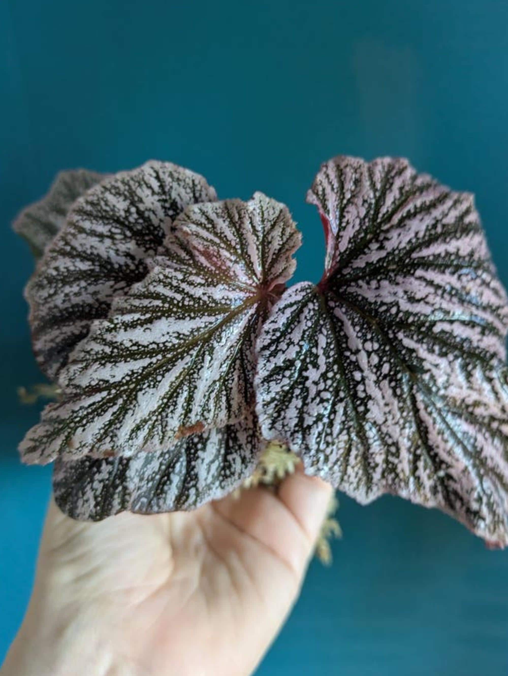 Begonia Pink Minx cutting