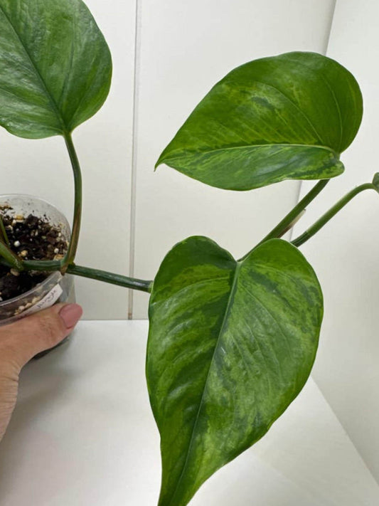 Epipremnum Jungle Star cutting