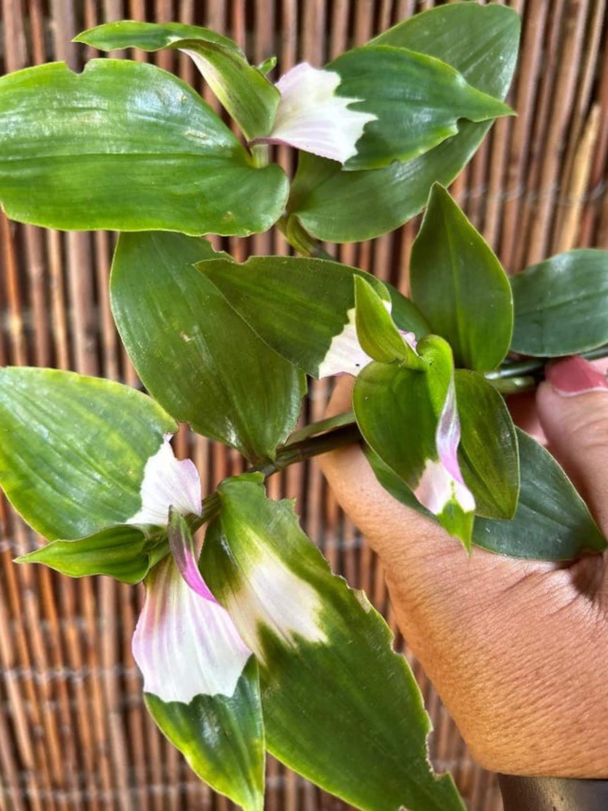 Tradescantia Blushing Bride cutting