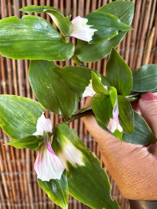 Tradescantia Blushing Bride cutting