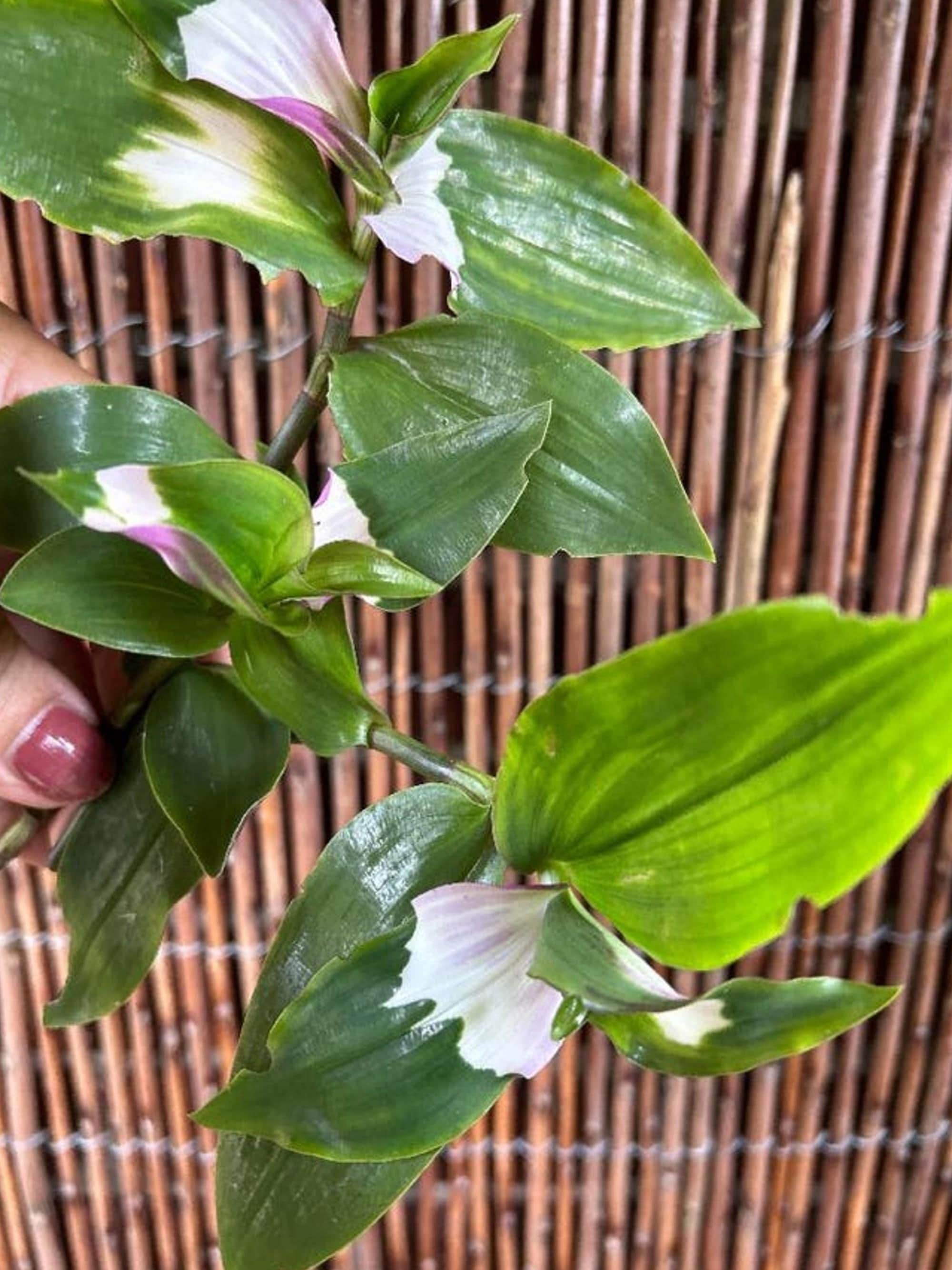 Tradescantia Blushing Bride cutting