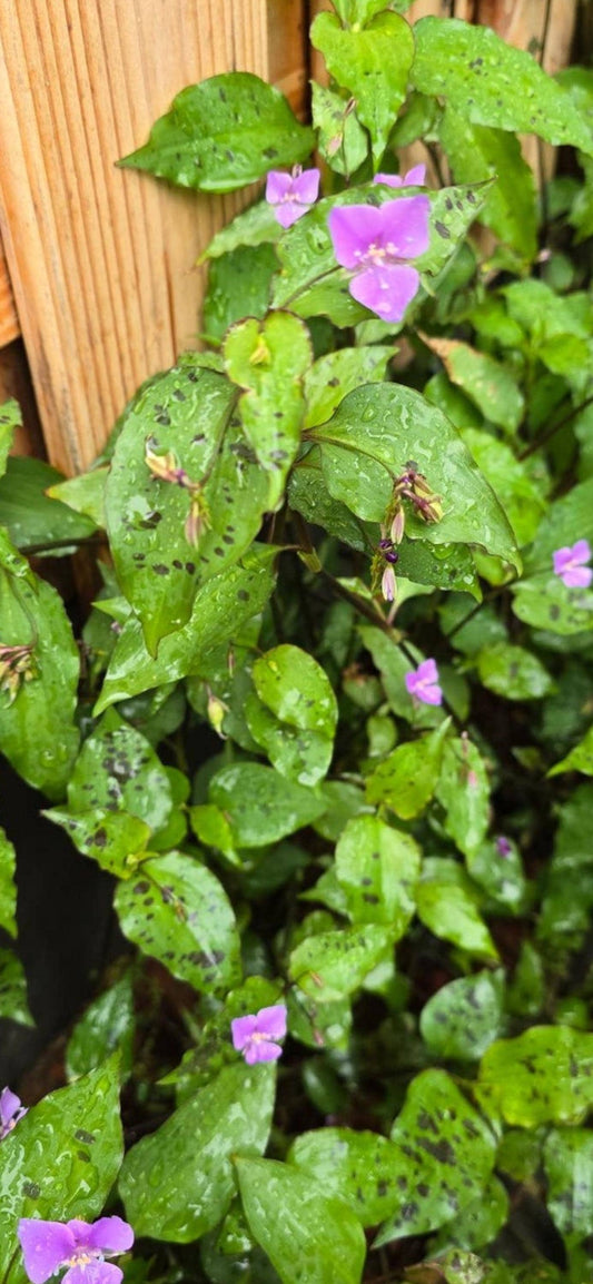 Tradescantia Pringlei cutting