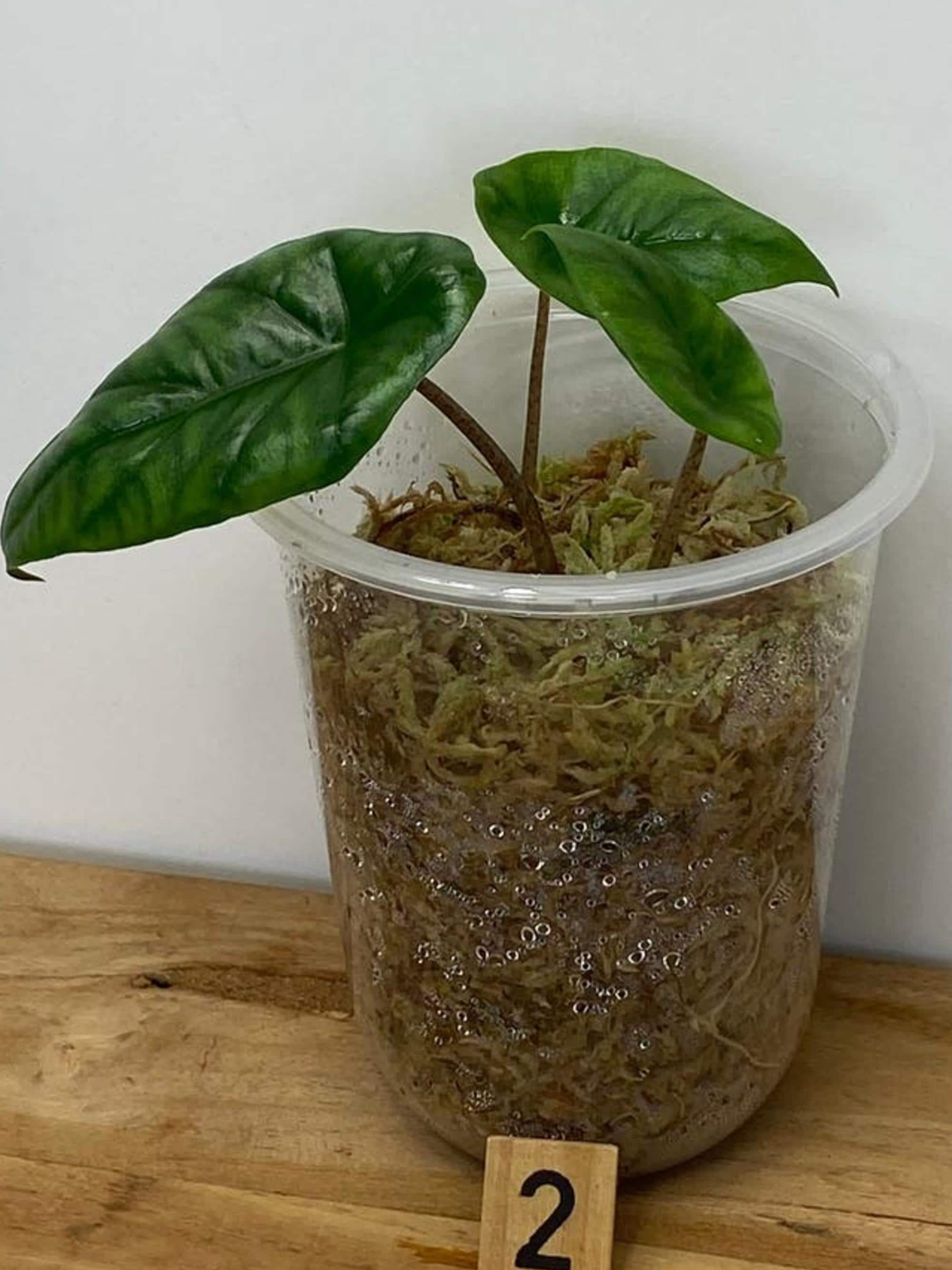 Alocasia Heterophylla Dragon's Breath bulb