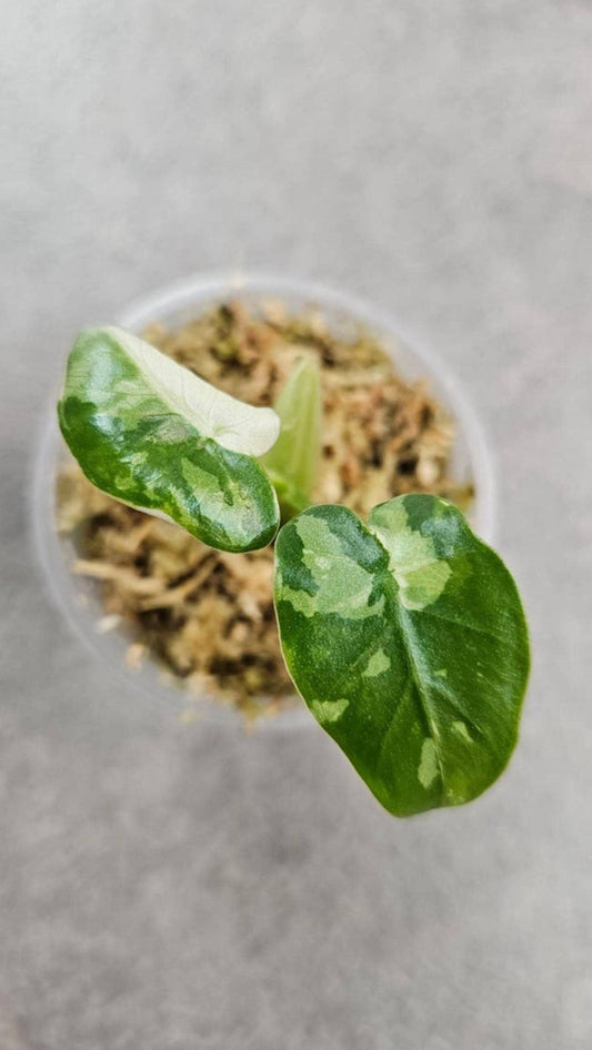 Alocasia Okinawa Silver bulb