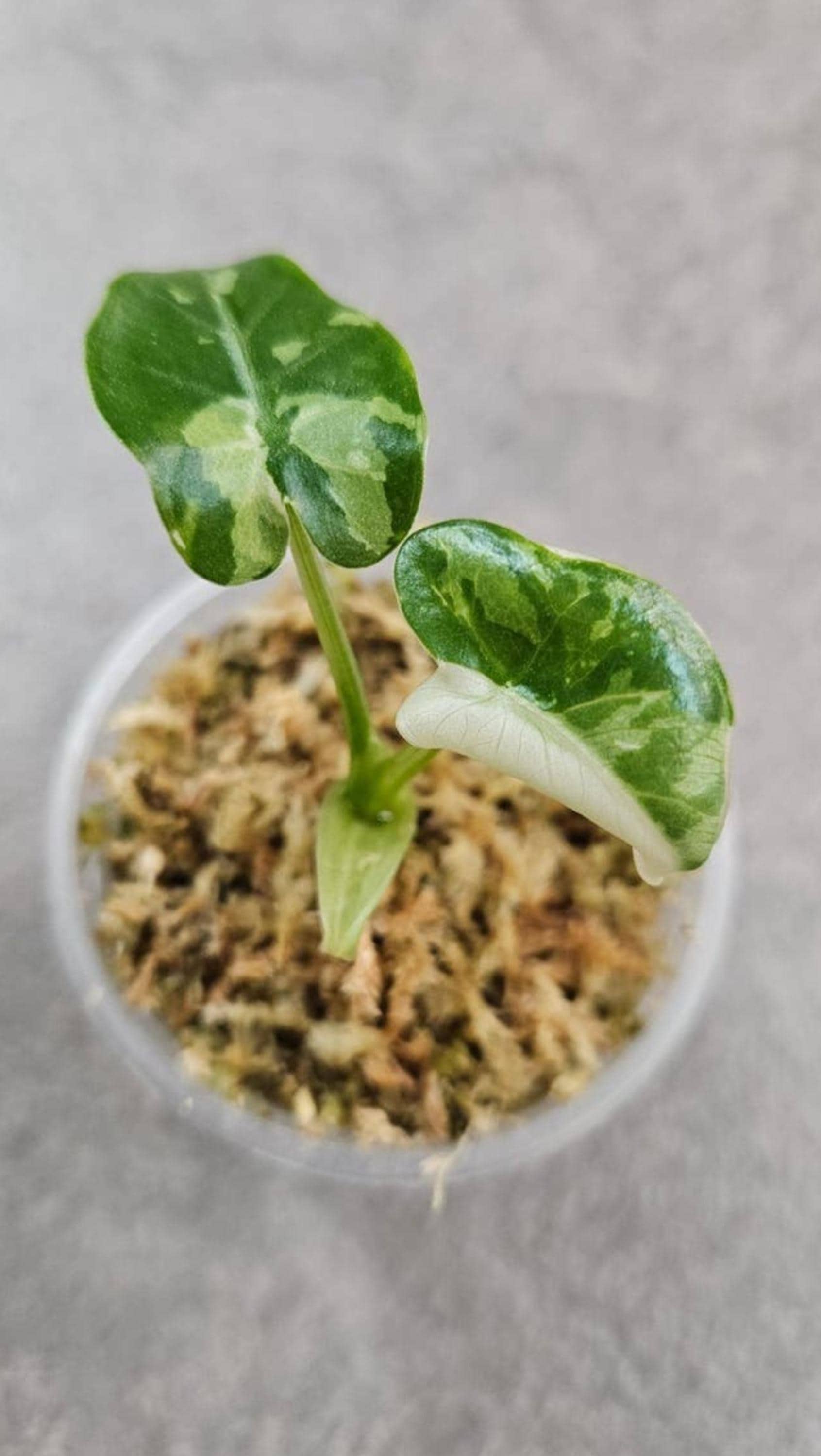 Alocasia Okinawa Silver bulb
