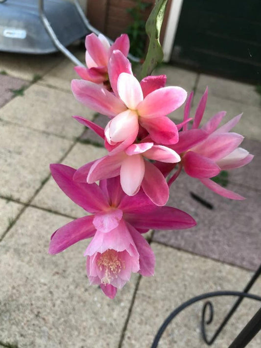 Epiphyllum Deutsche Kaiserin cutting