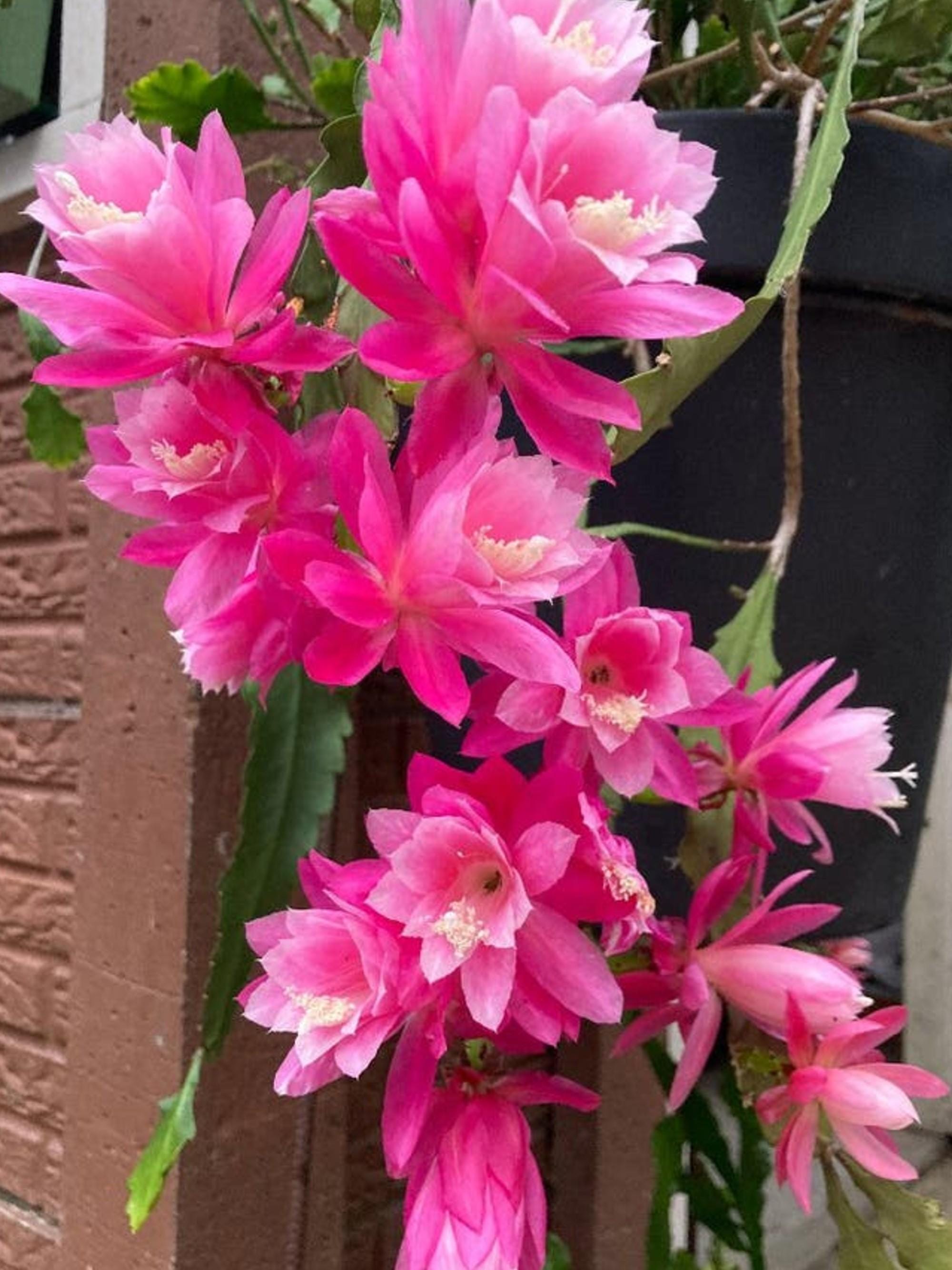Epiphyllum Deutsche Kaiserin cutting