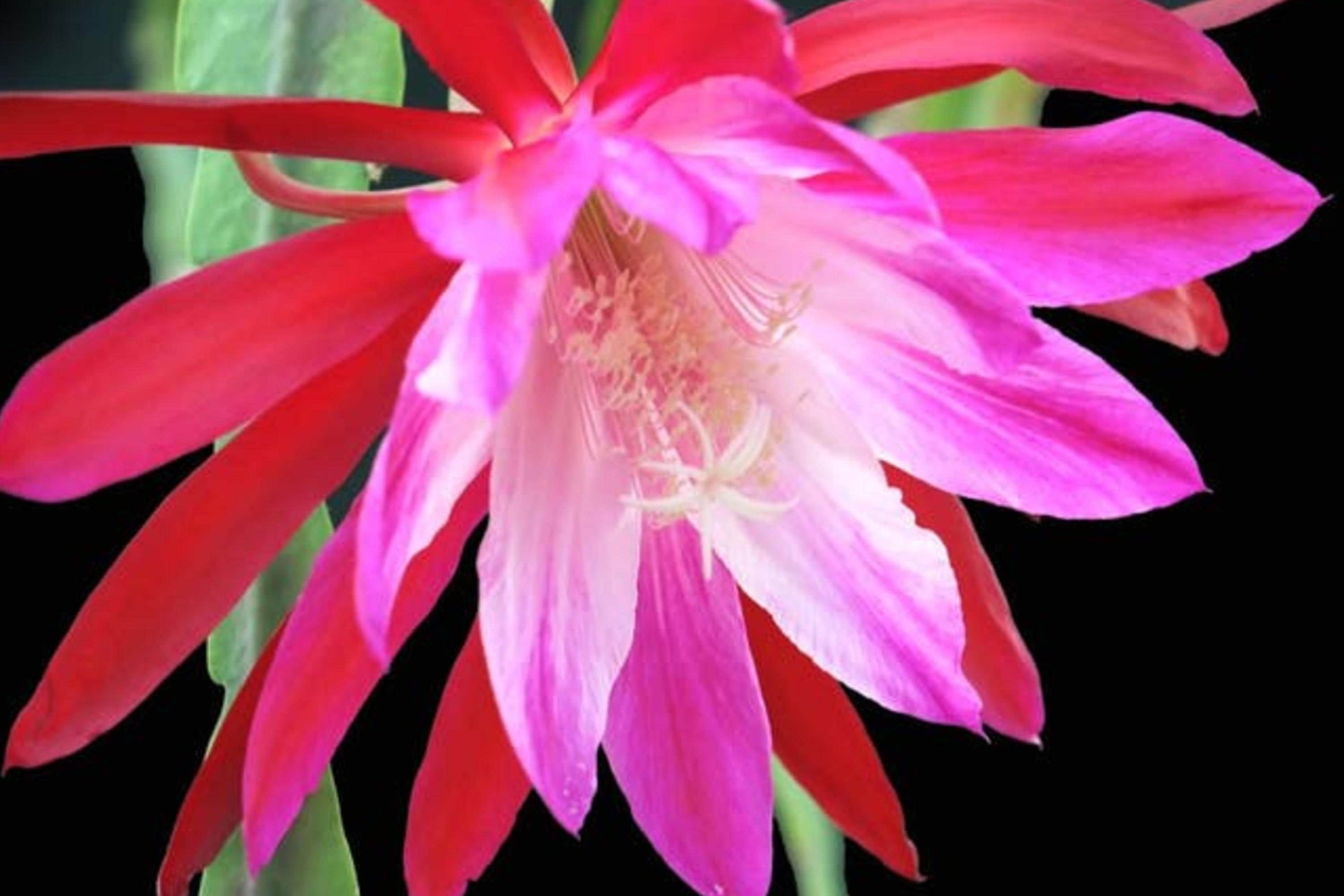Epiphyllum Emmet Kelly cutting