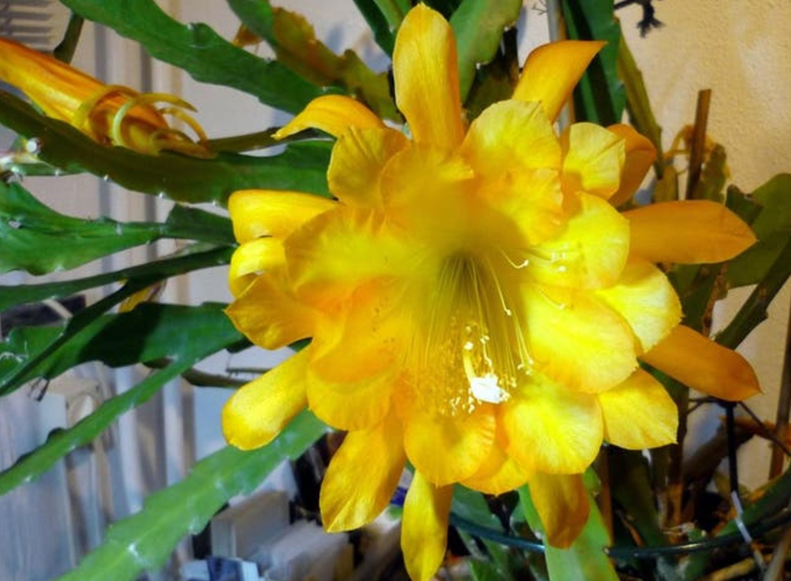 Epiphyllum Going Bananas cutting