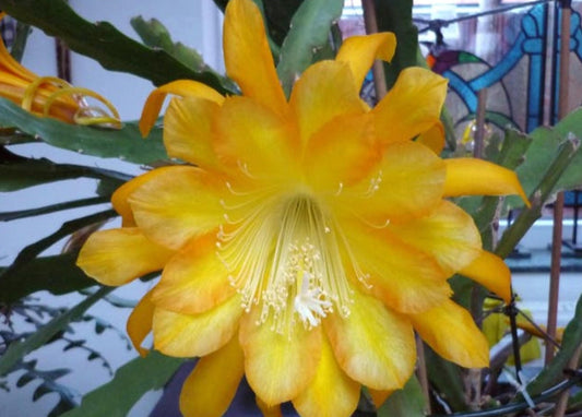 Epiphyllum Going Bananas cutting