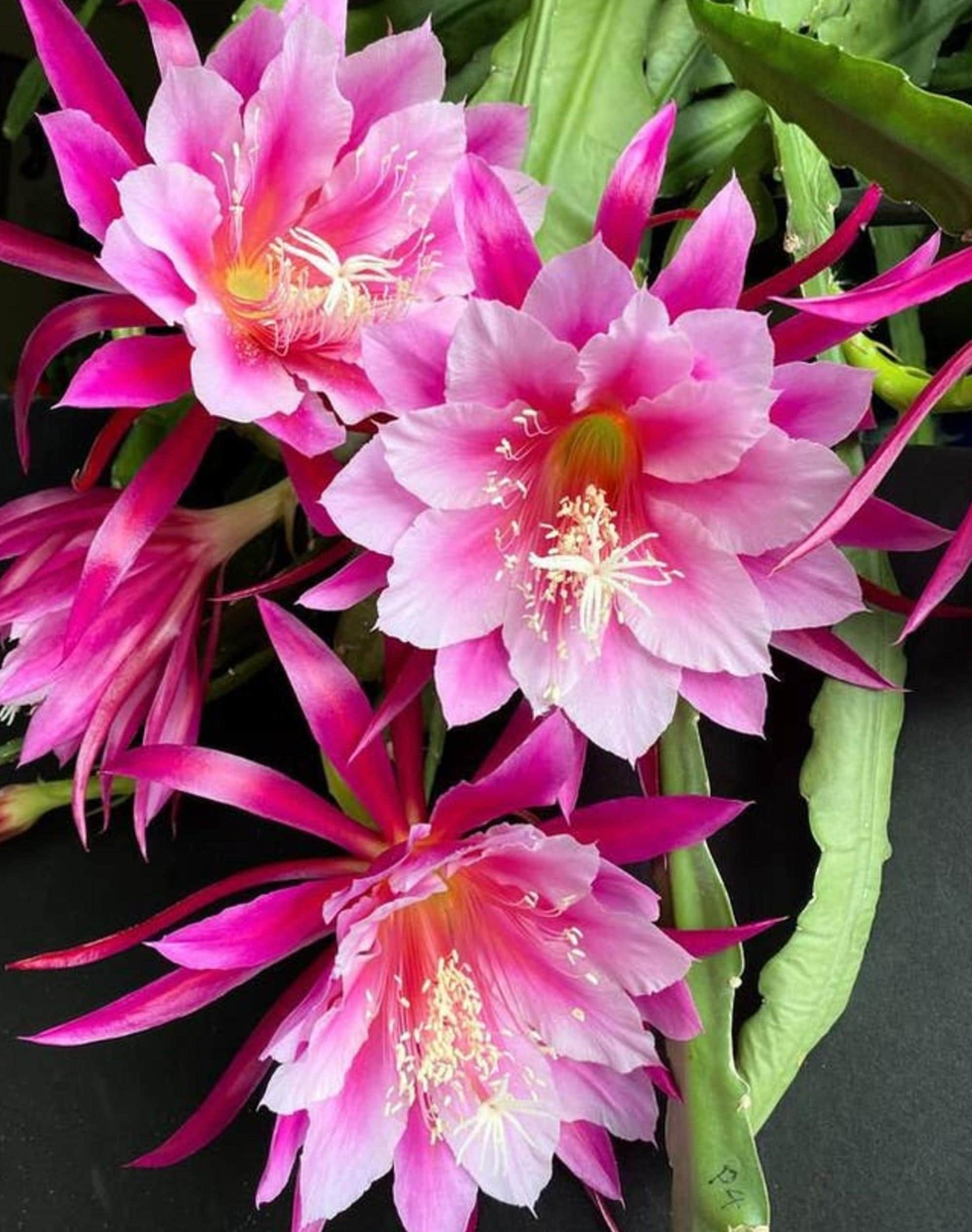Epiphyllum Grace Ann cutting