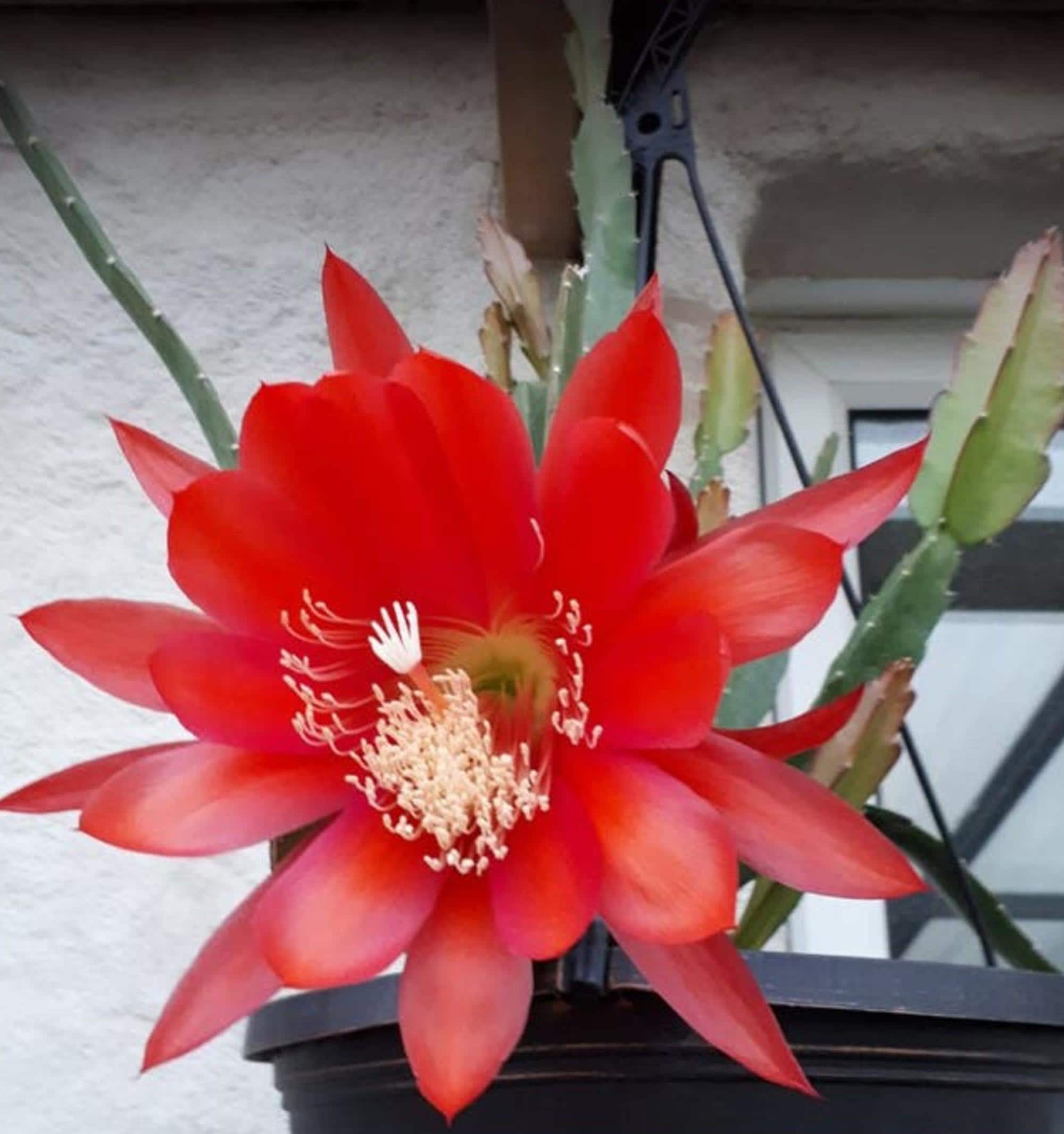 Epiphyllum Red Tip cutting