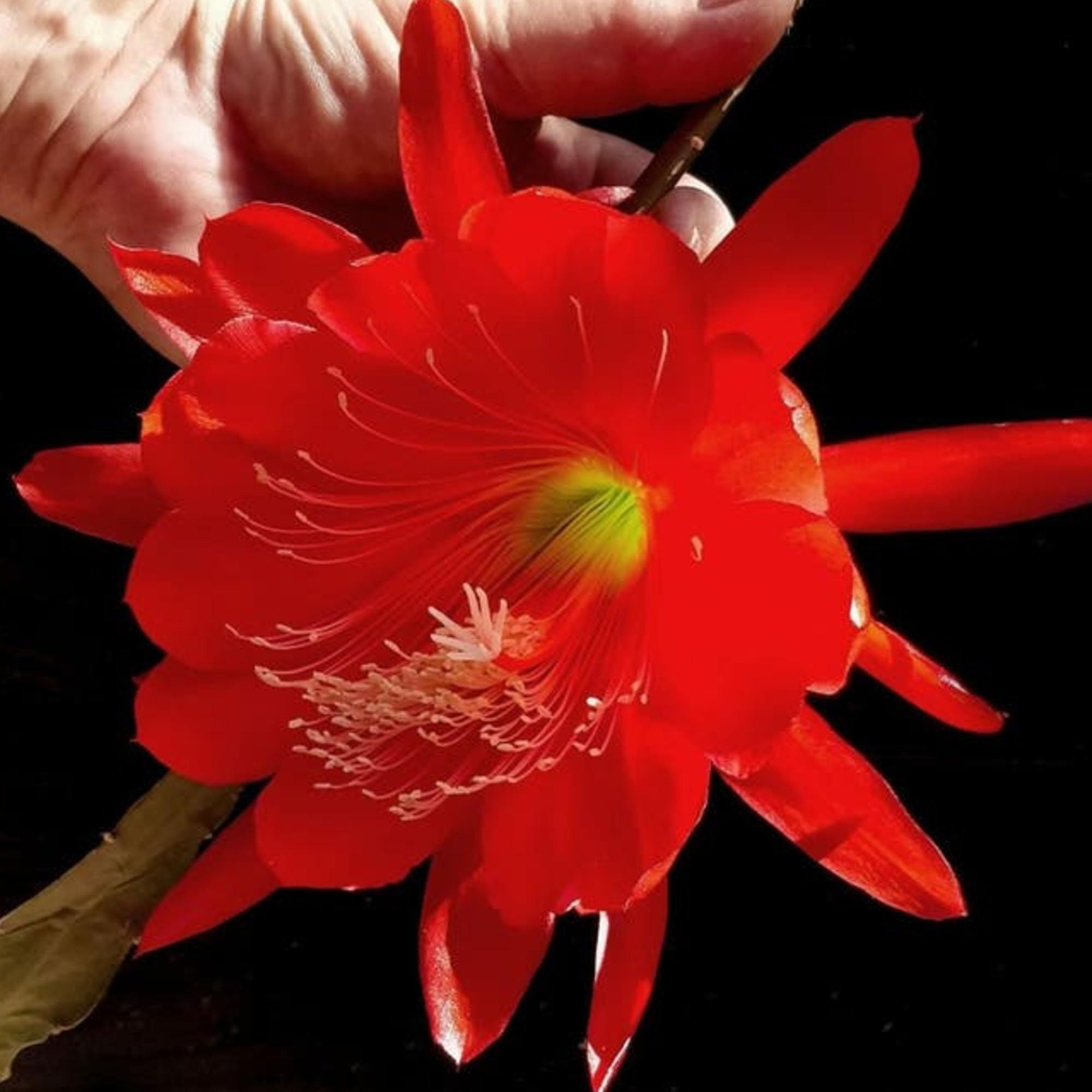 Epiphyllum Red Tip cutting