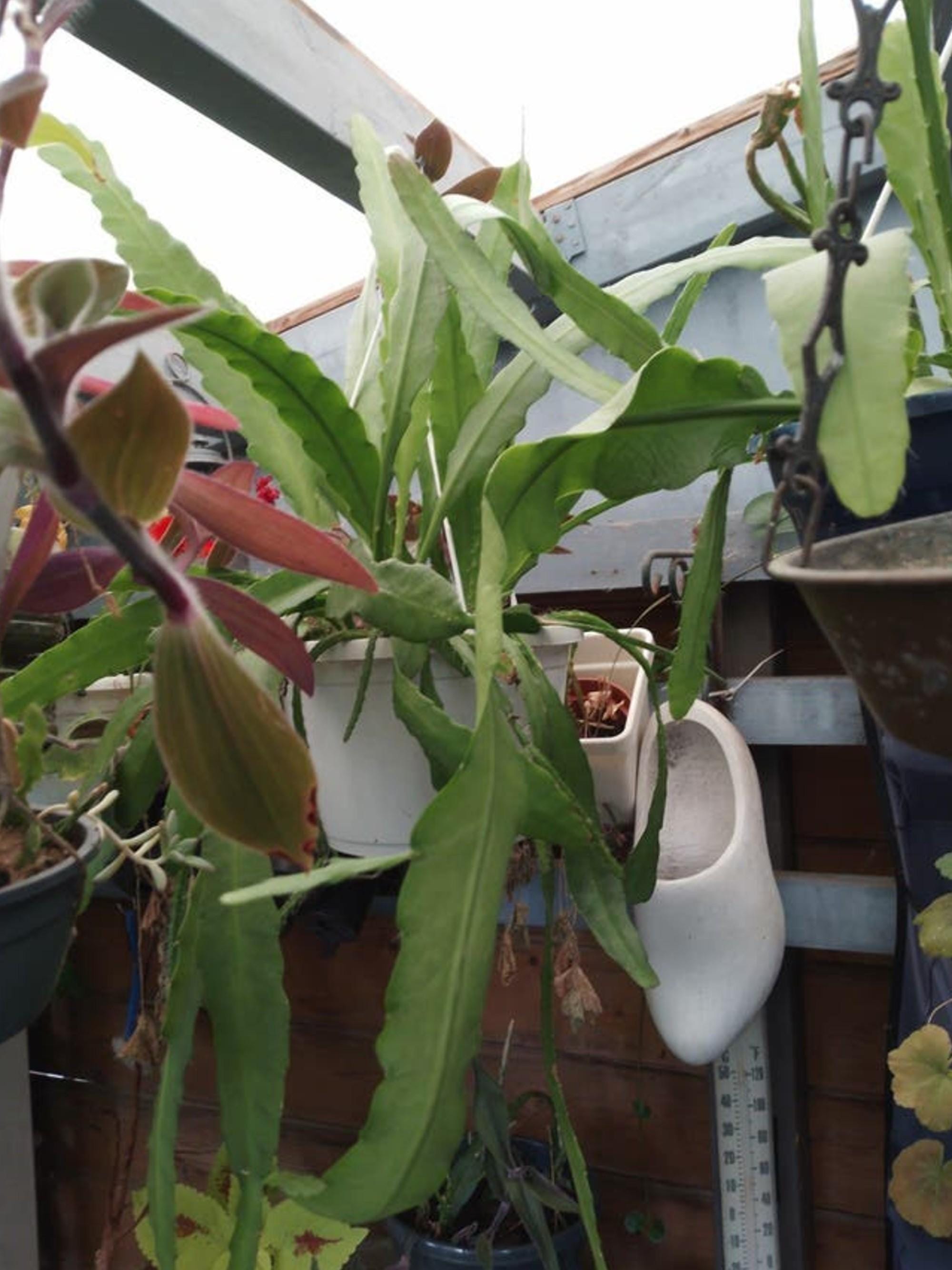 Epiphyllum Crenatum cutting