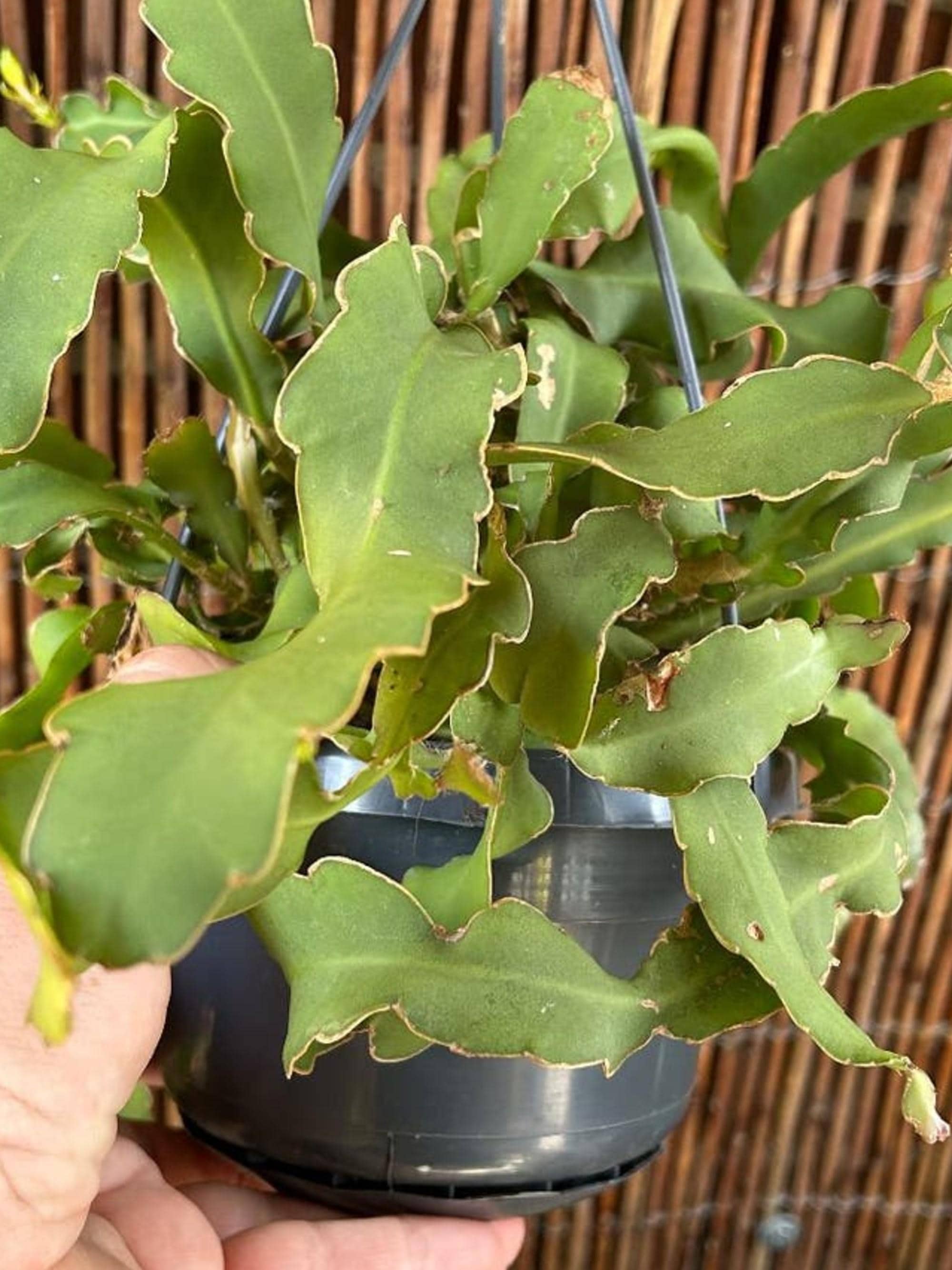 Epiphyllum Guatemalense Monstruosa cutting