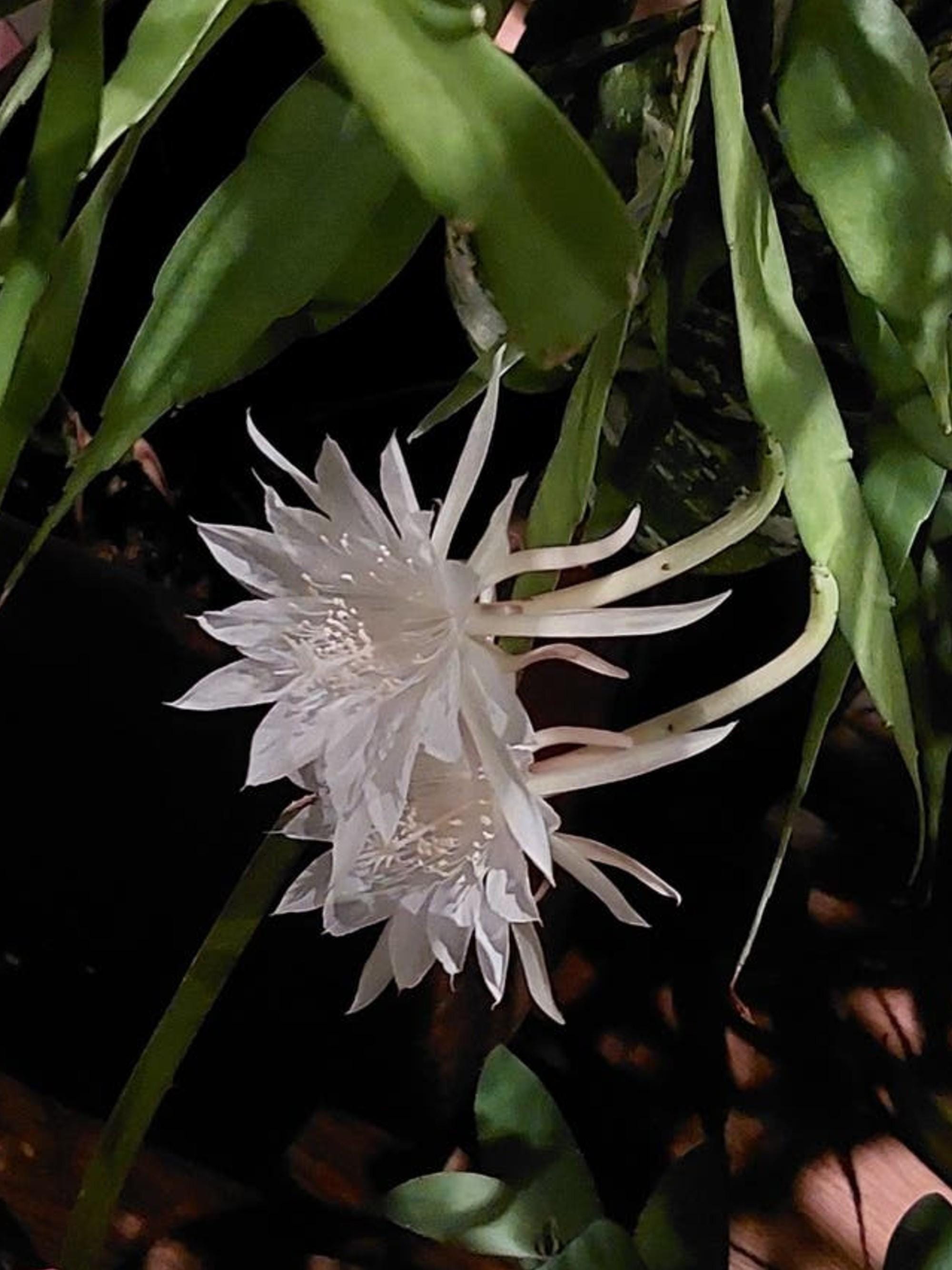 Epiphyllum Pumilum cutting