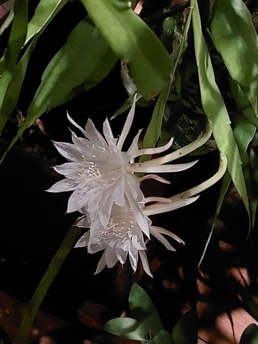 Epiphyllum Pumilum cutting