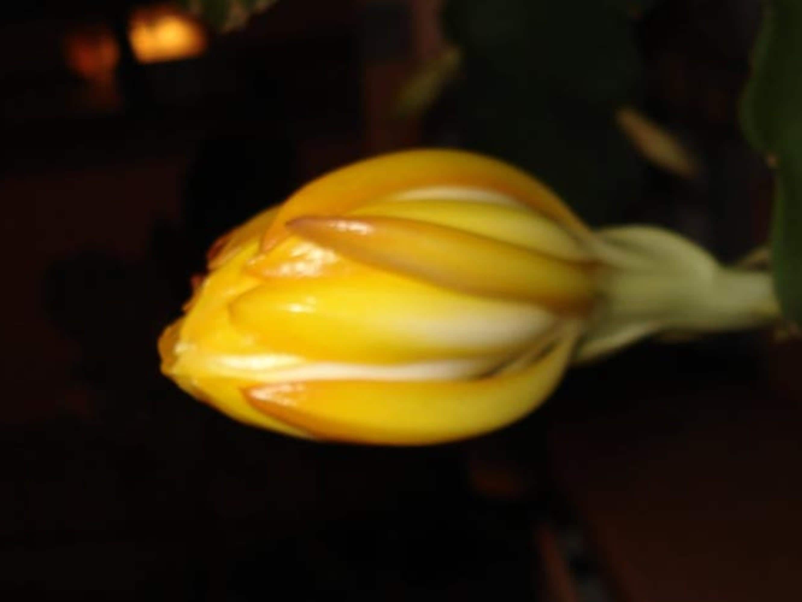 Epiphyllum Callisto cutting