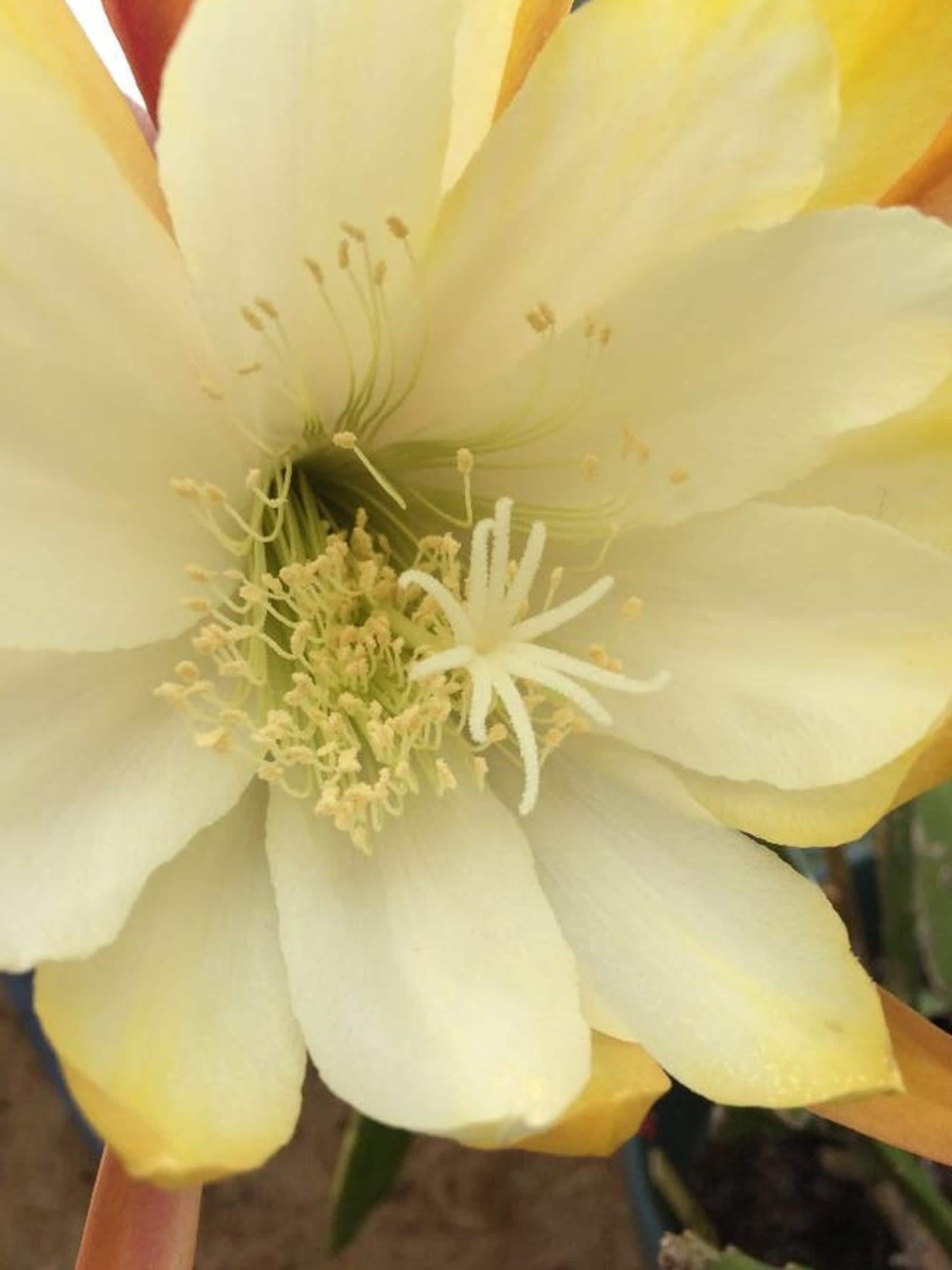 Epiphyllum Creme de Menthe cutting