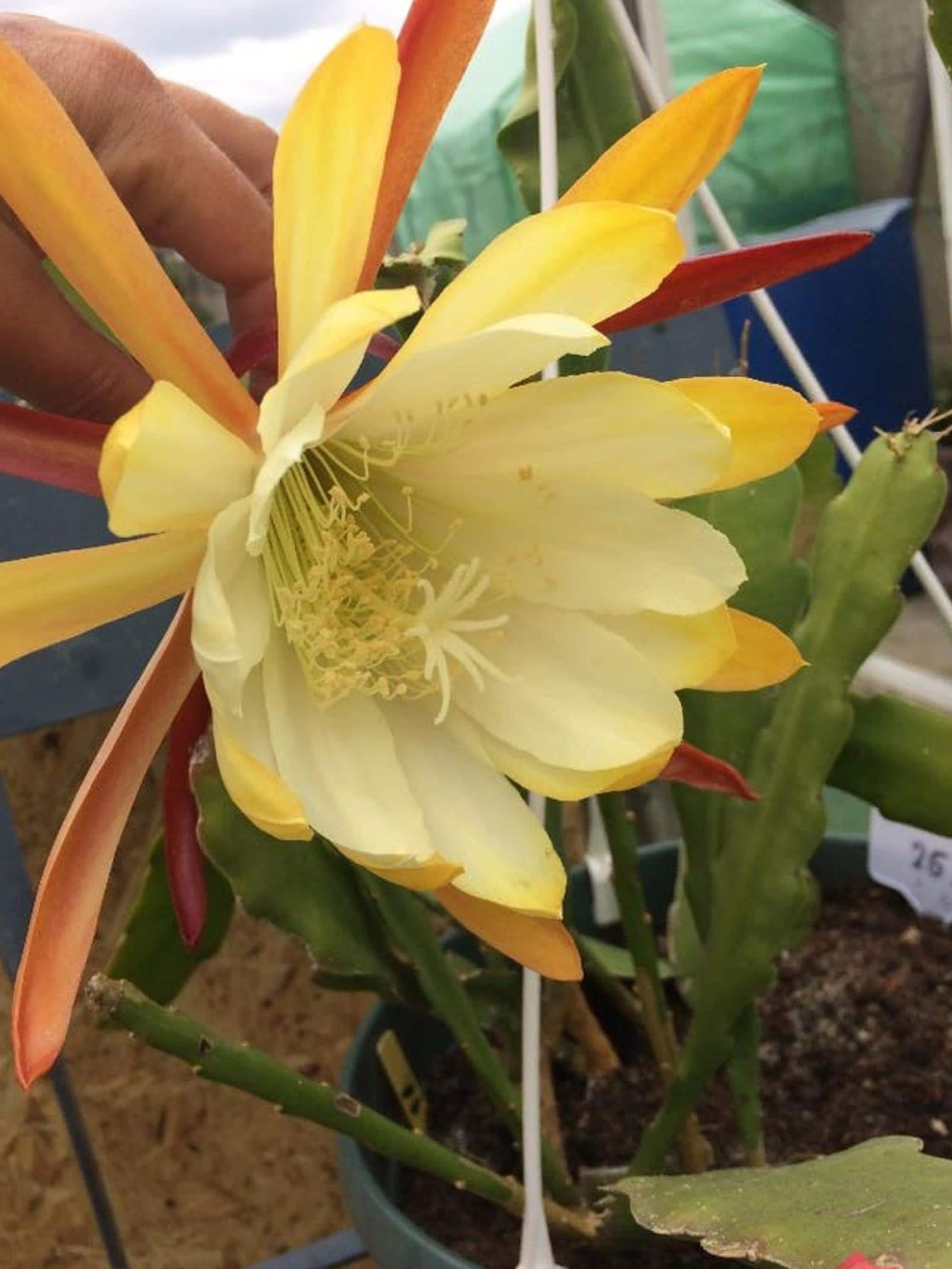 Epiphyllum Creme de Menthe cutting