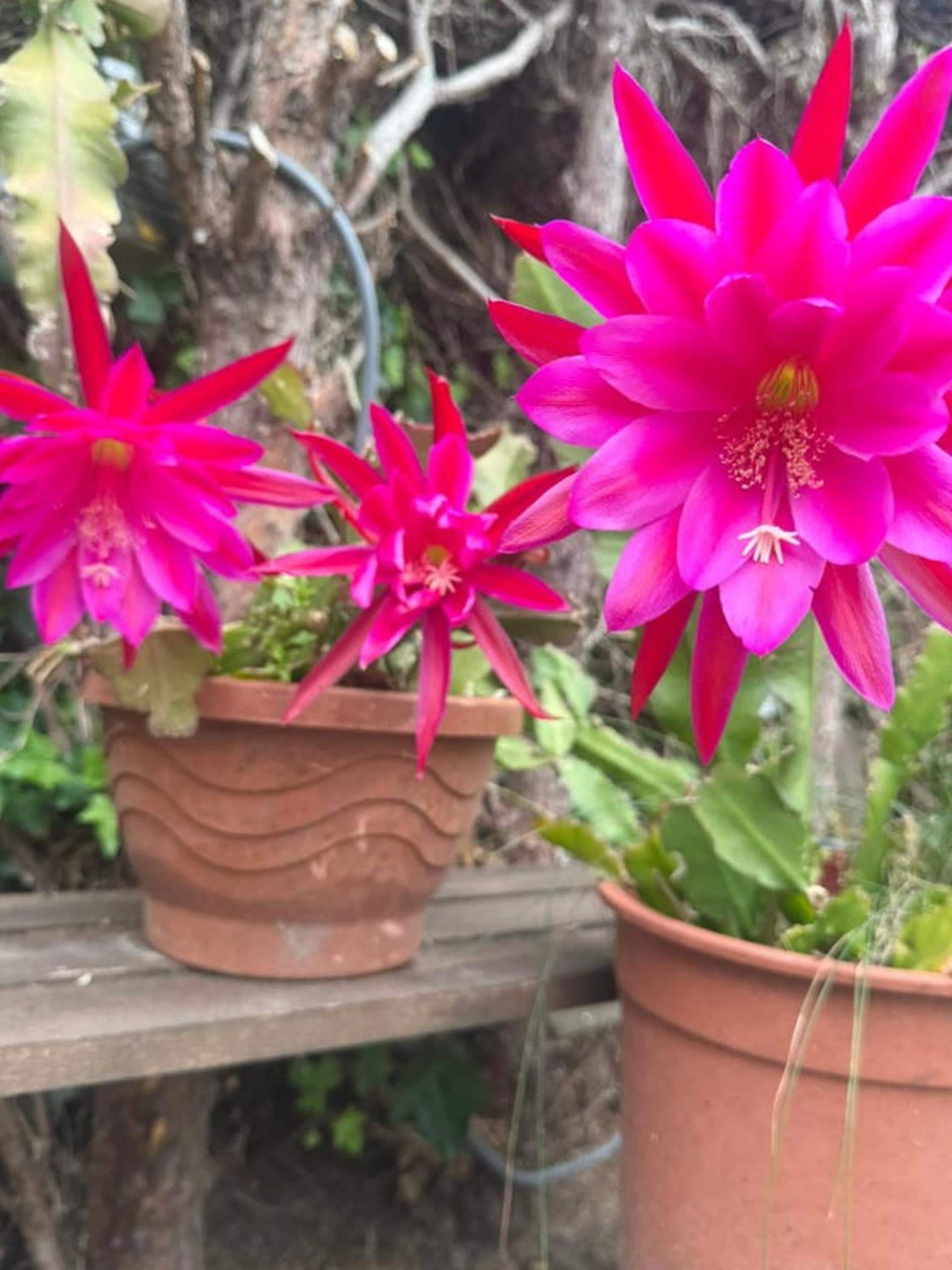 Epiphyllum Emperor Hanzei cutting