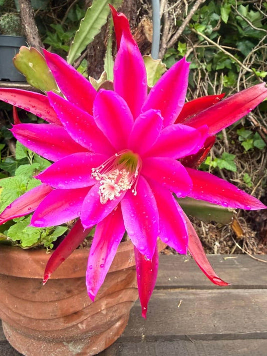 Epiphyllum Emperor Hanzei cutting