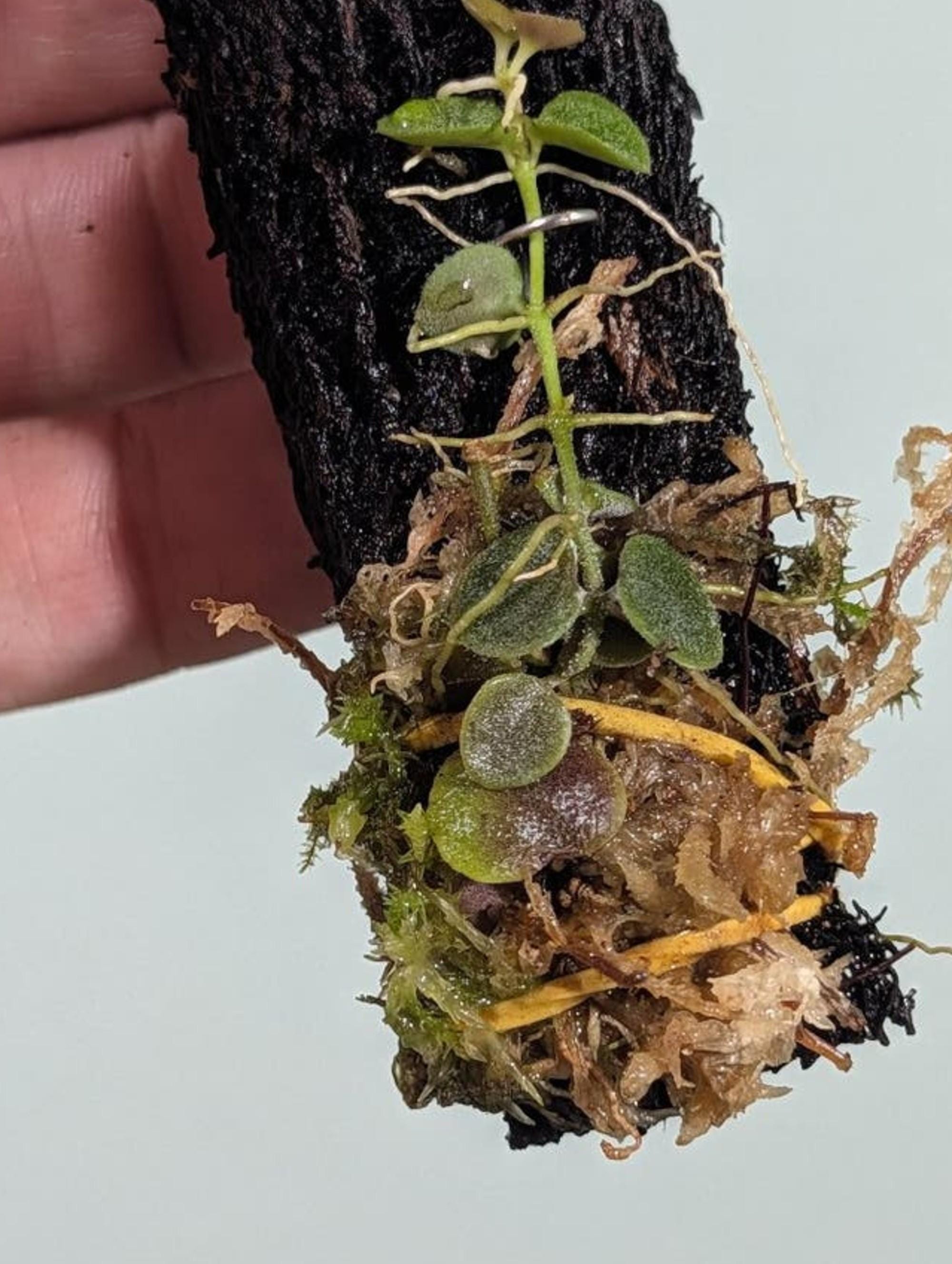 Dischidia Cochleata cutting