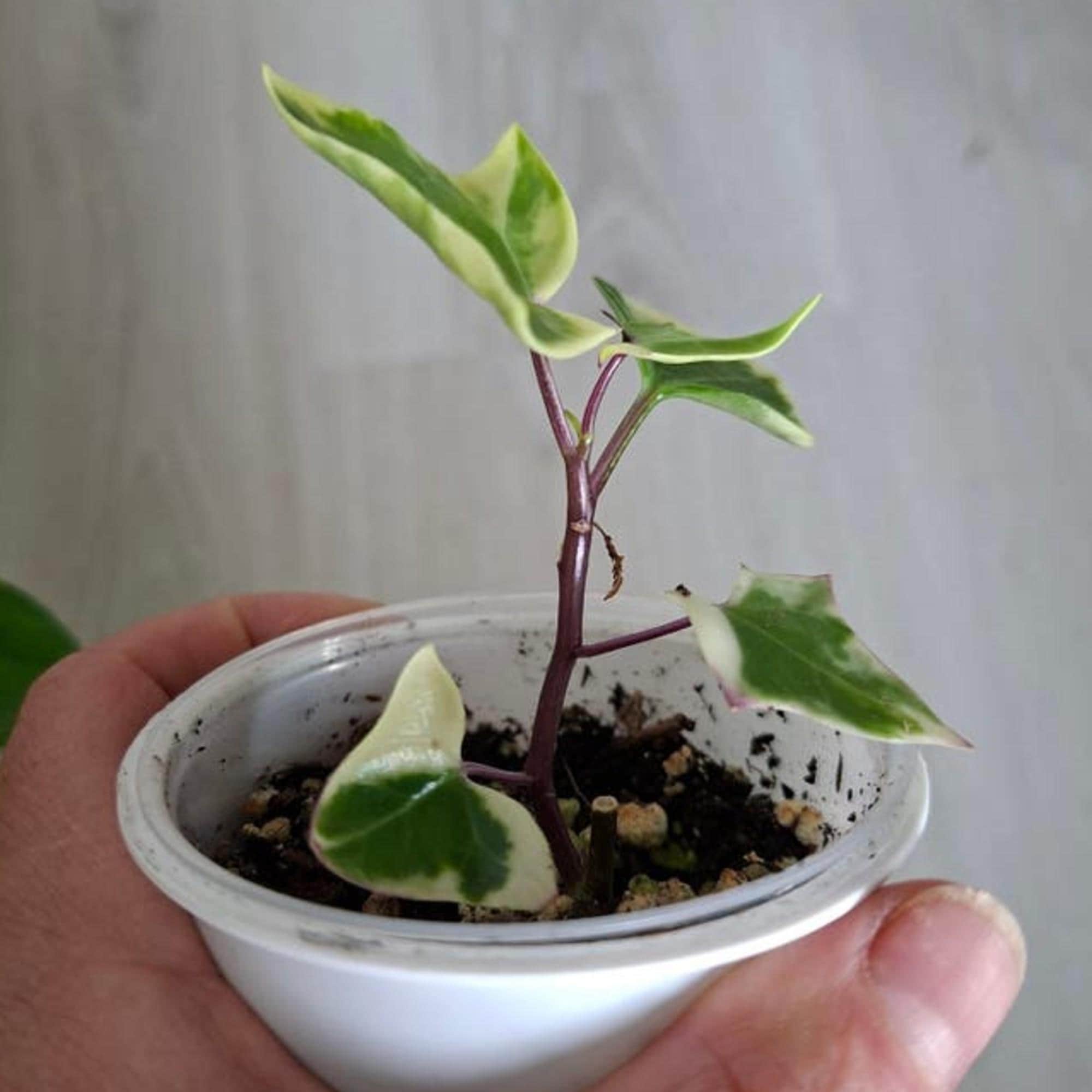 Senecio Macroglossus Variegata cutting