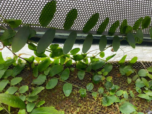 Marcgravia Rectifolia cutting