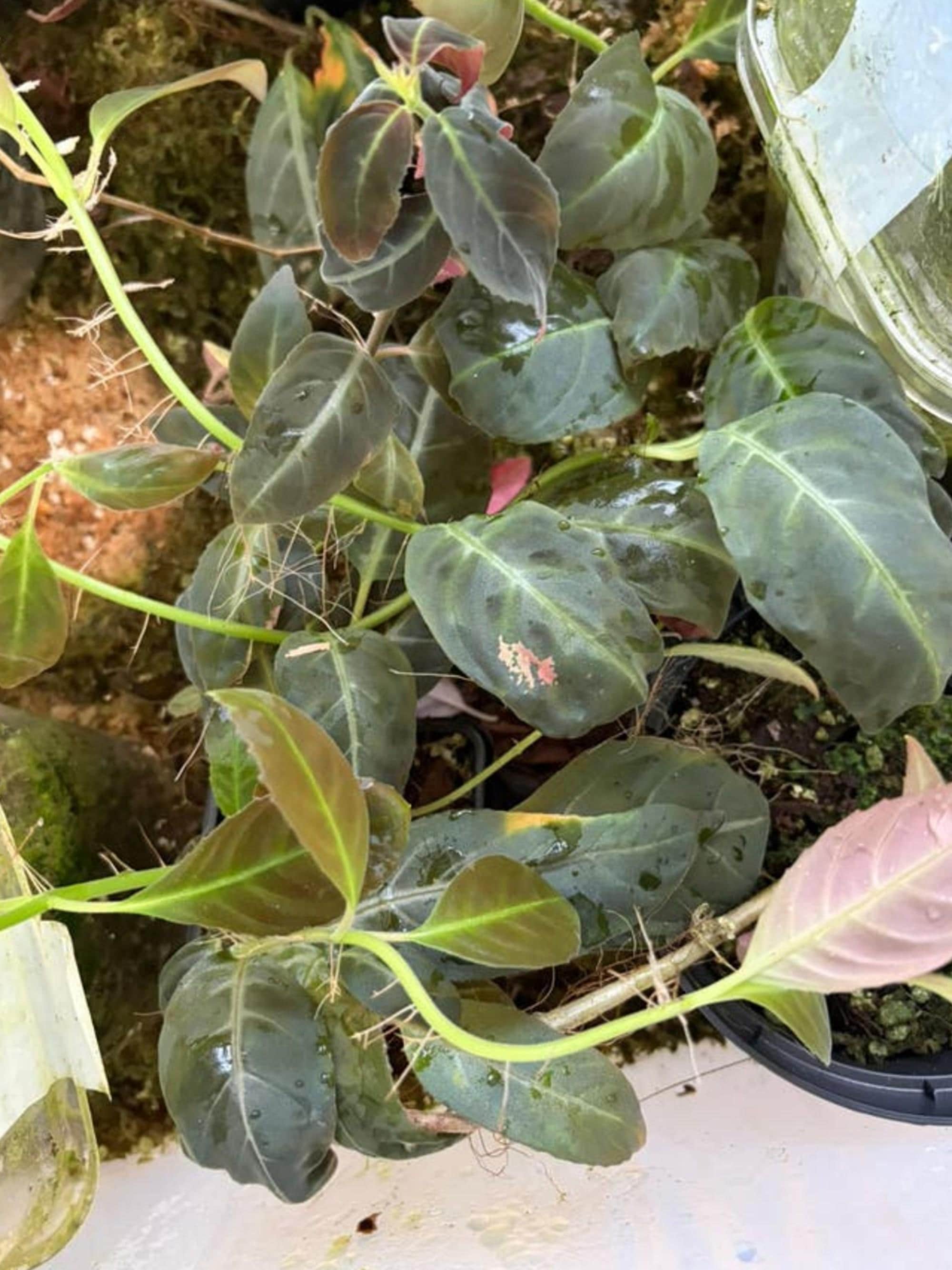 Drymonia Serrulata cutting