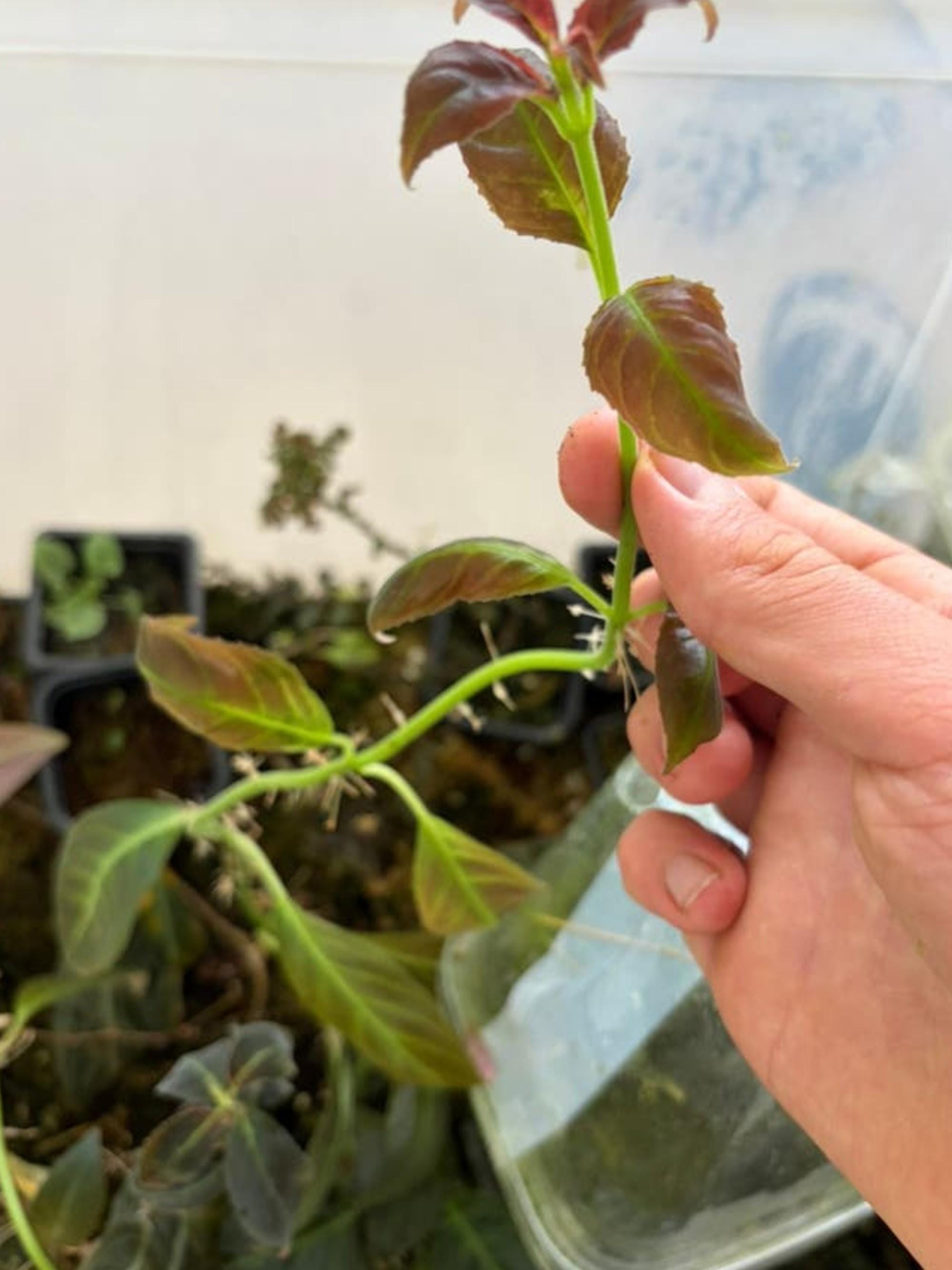 Drymonia Serrulata cutting
